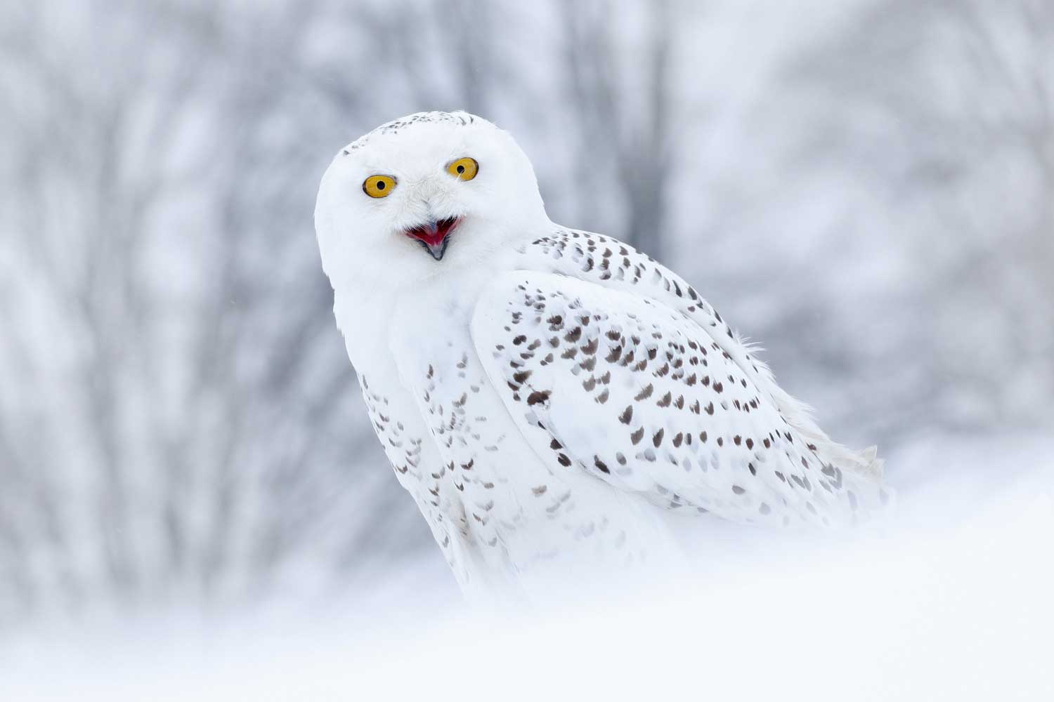 Snowy owl sitting on the ground with trees in the background.