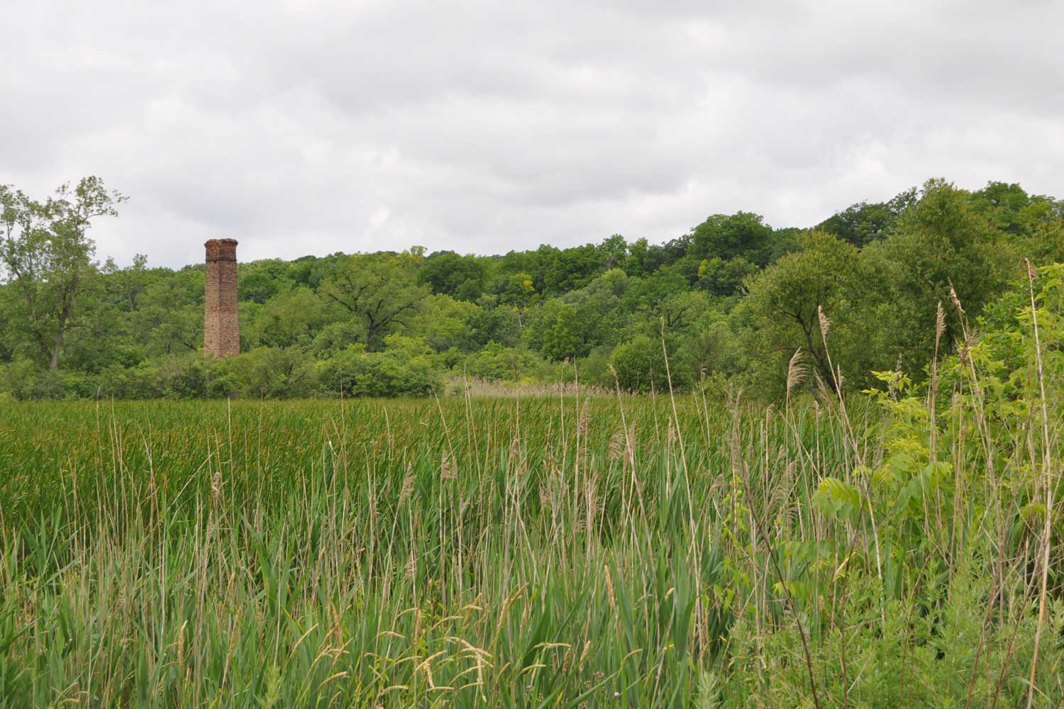 Grasses and trees in a field.