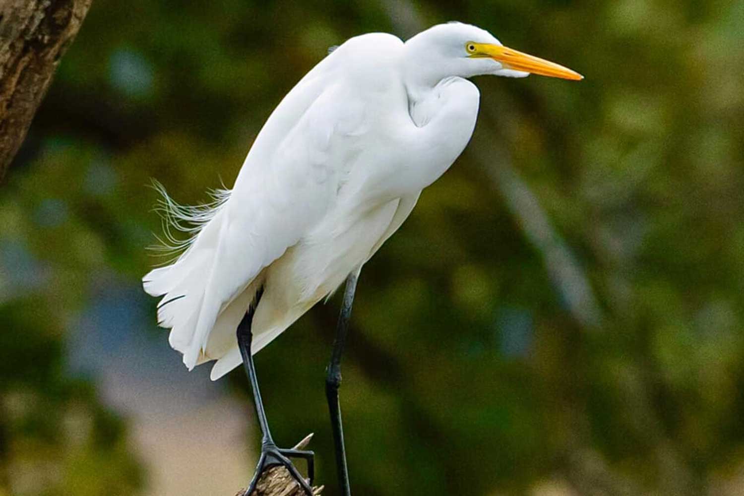 A great egret on a branch. 