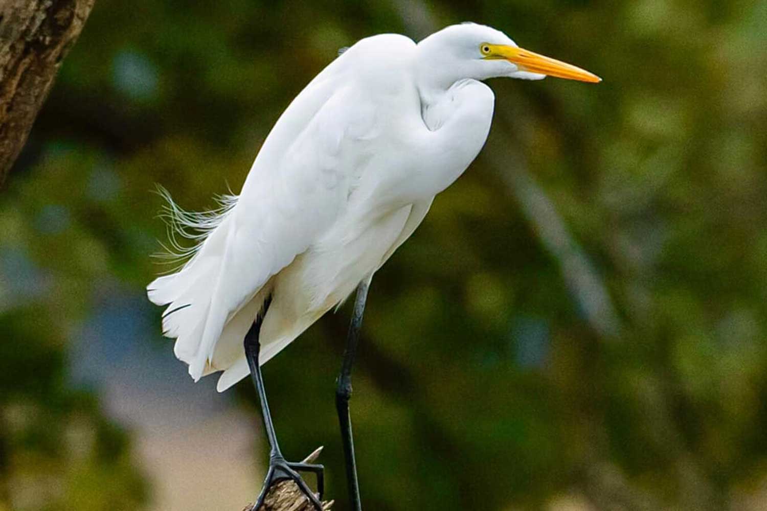 A great egret on a branch.