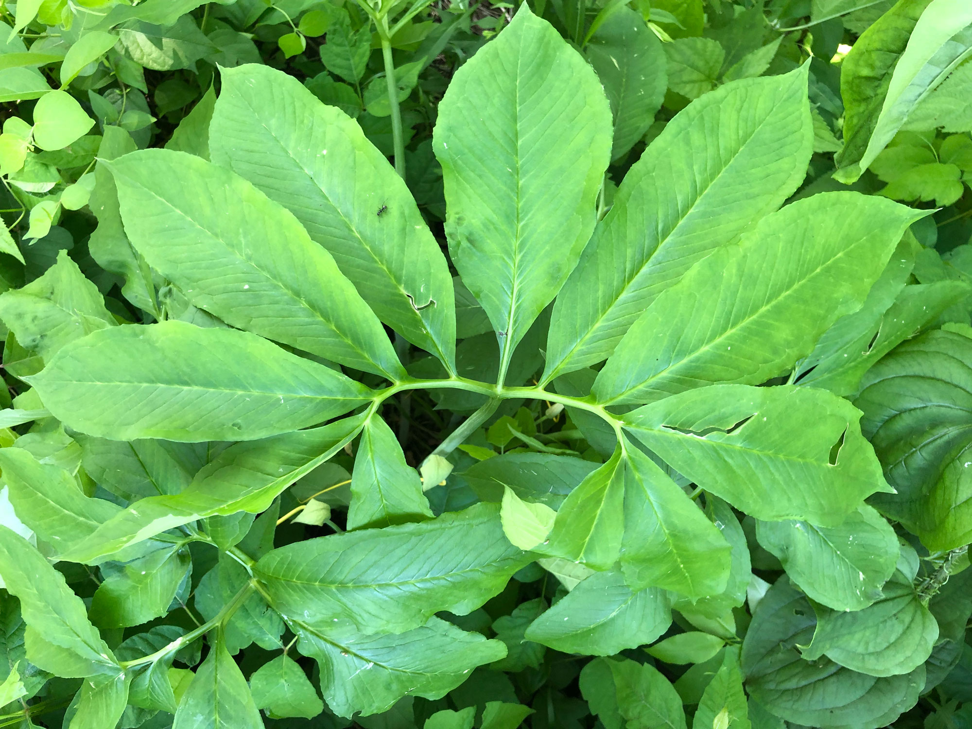 Green dragon plant in the forest