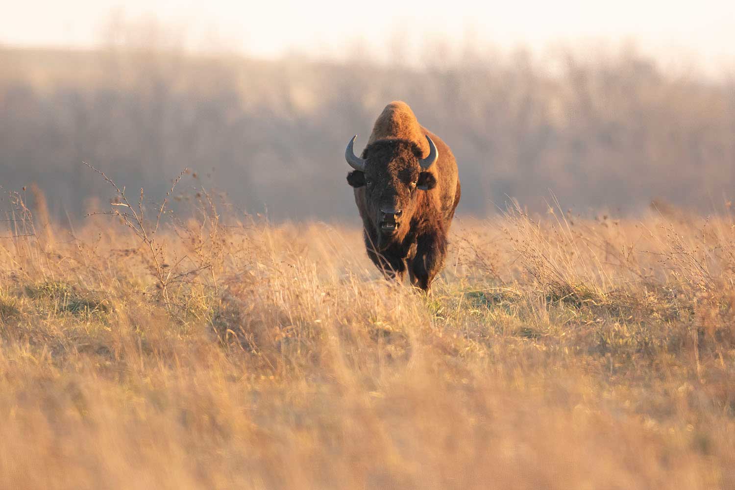 A bison in a prairie.