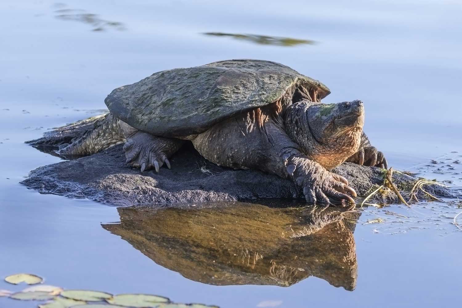 Common snapping turtle sitting on a mound in the water.