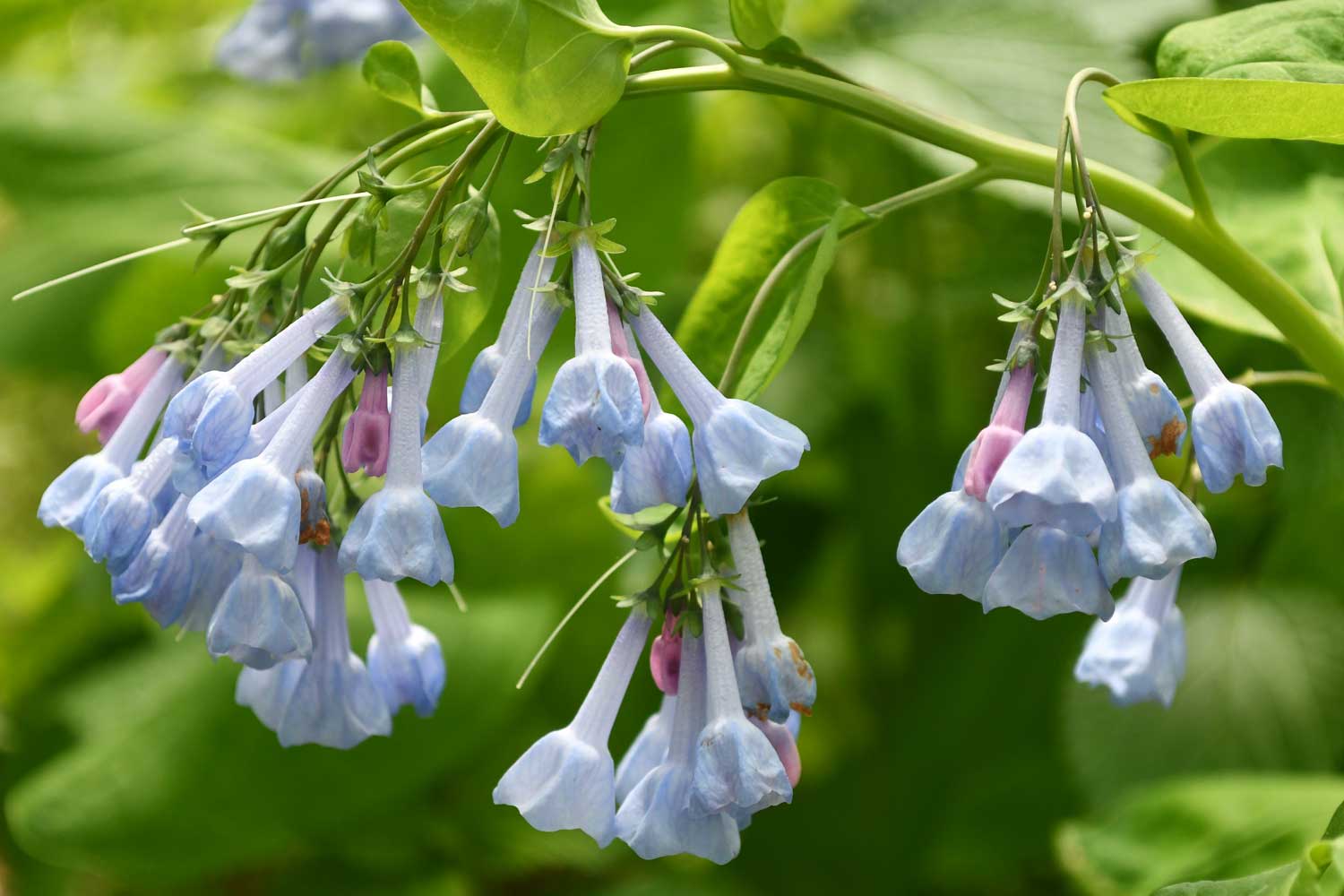 Virginia bluebells growing with blue petals.