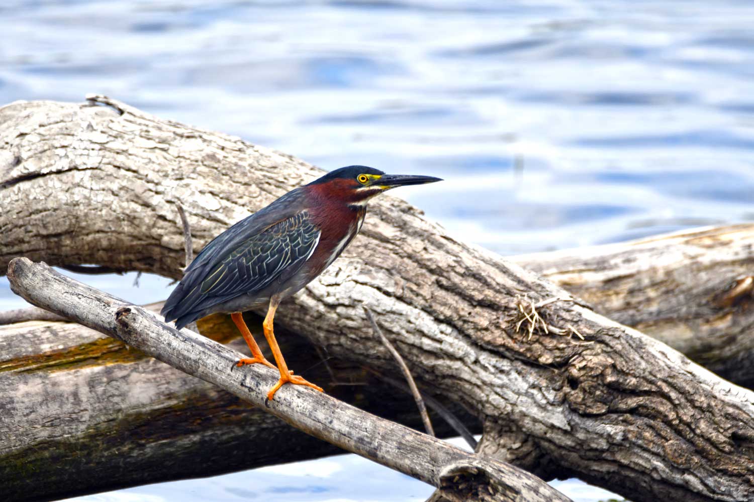 A green heron on a branch over water.