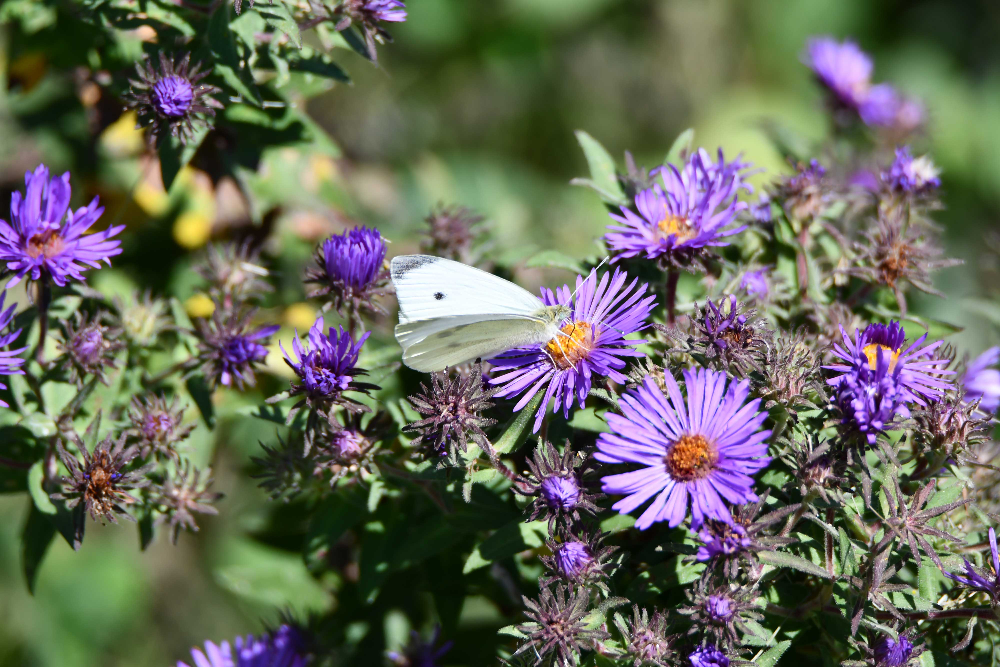Cabbage white butterfly on asters.