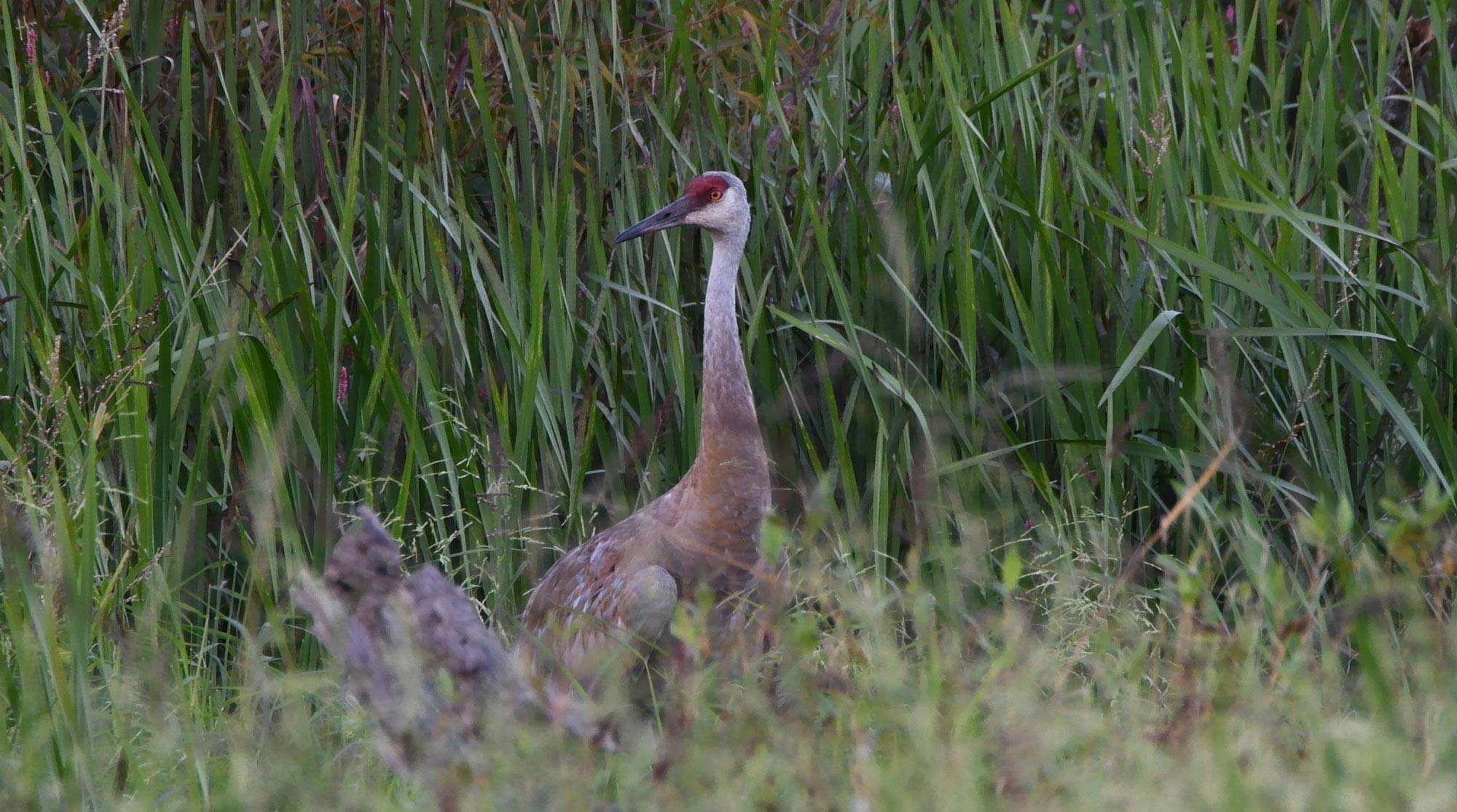 A sandhill crane standing in a field.