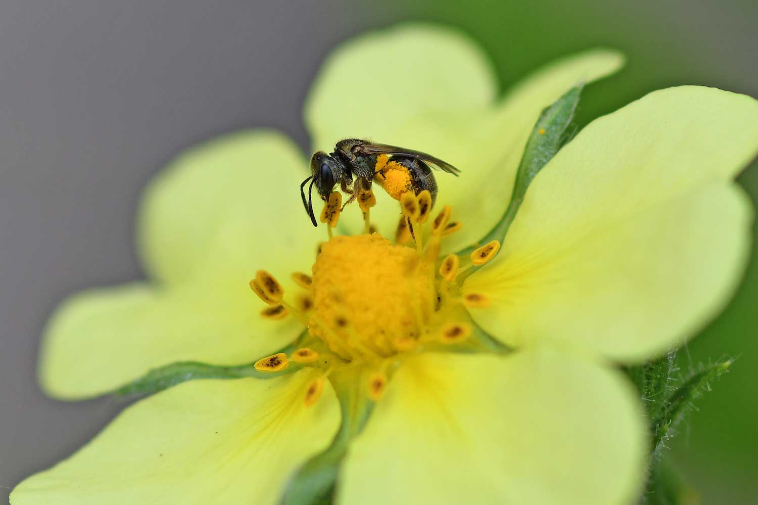 A bee covered in pollen on a flower bloom.