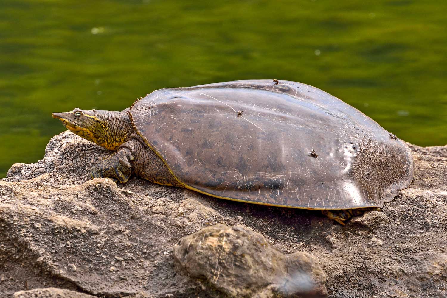 A spiny softshell turtle on a log by water