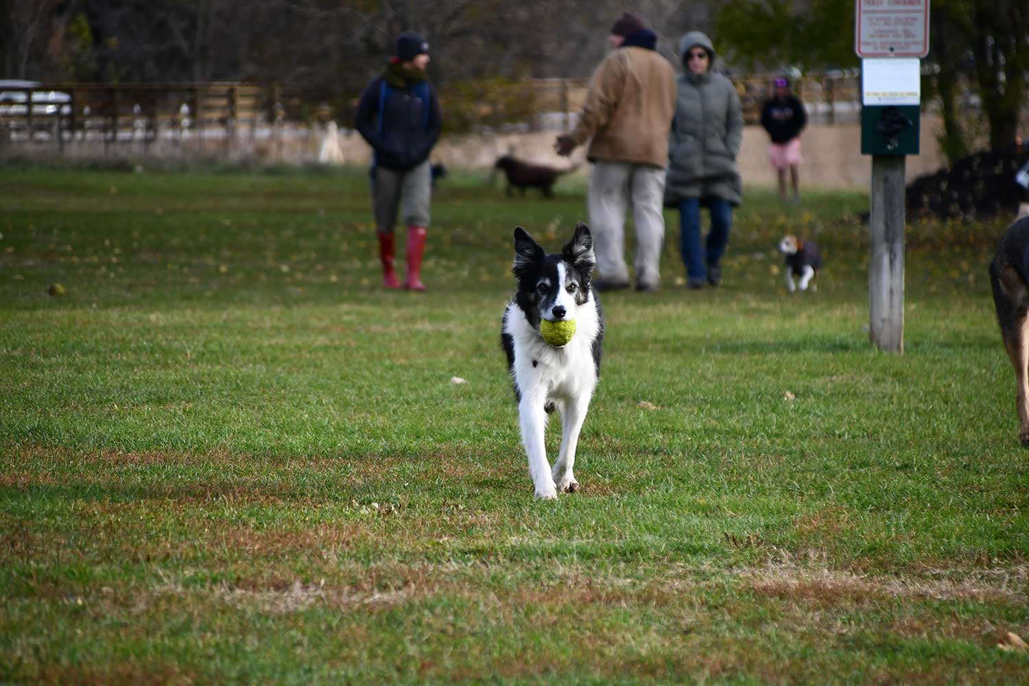 A dog running at the dog park.