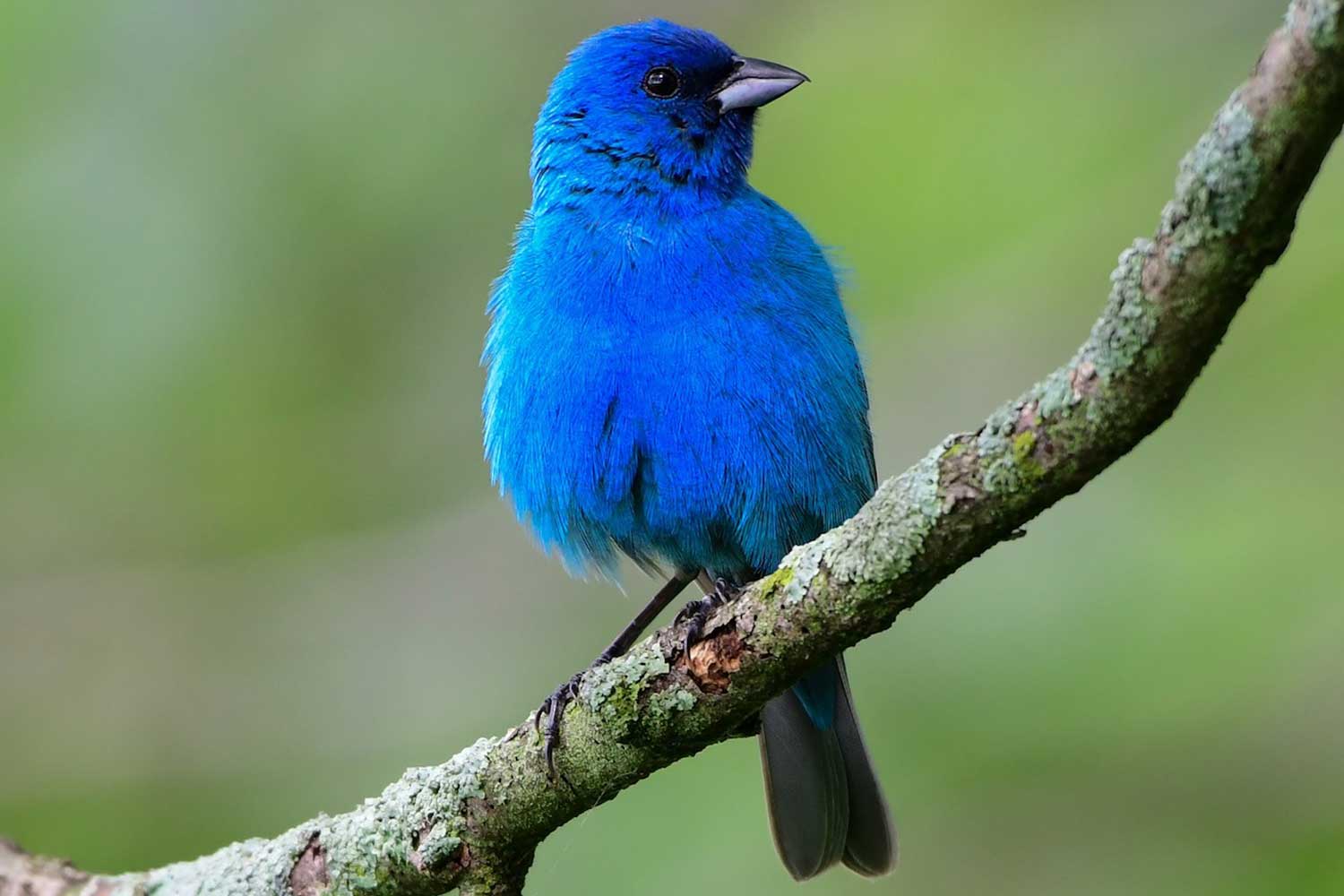 Indigo bunting perched on a branch.