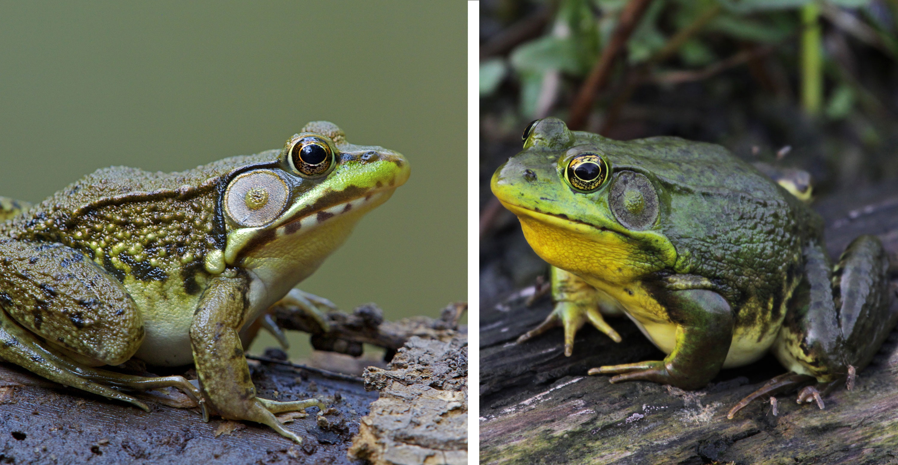 A green frog on the left and a bullfrog on the right.