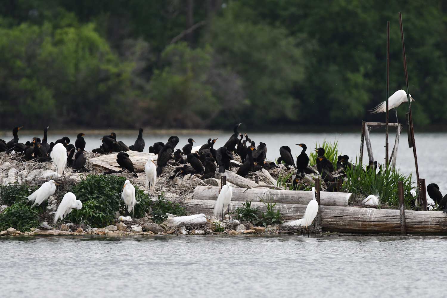 A large group of double-crested cormorants and great egrets standing on a small nesting island.