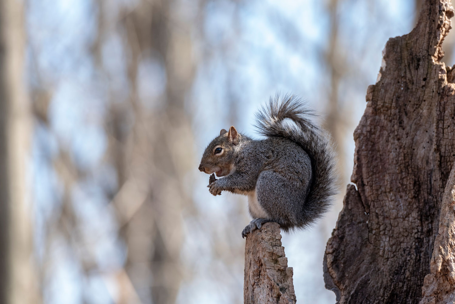 An eastern gray squirrel sitting on a stump