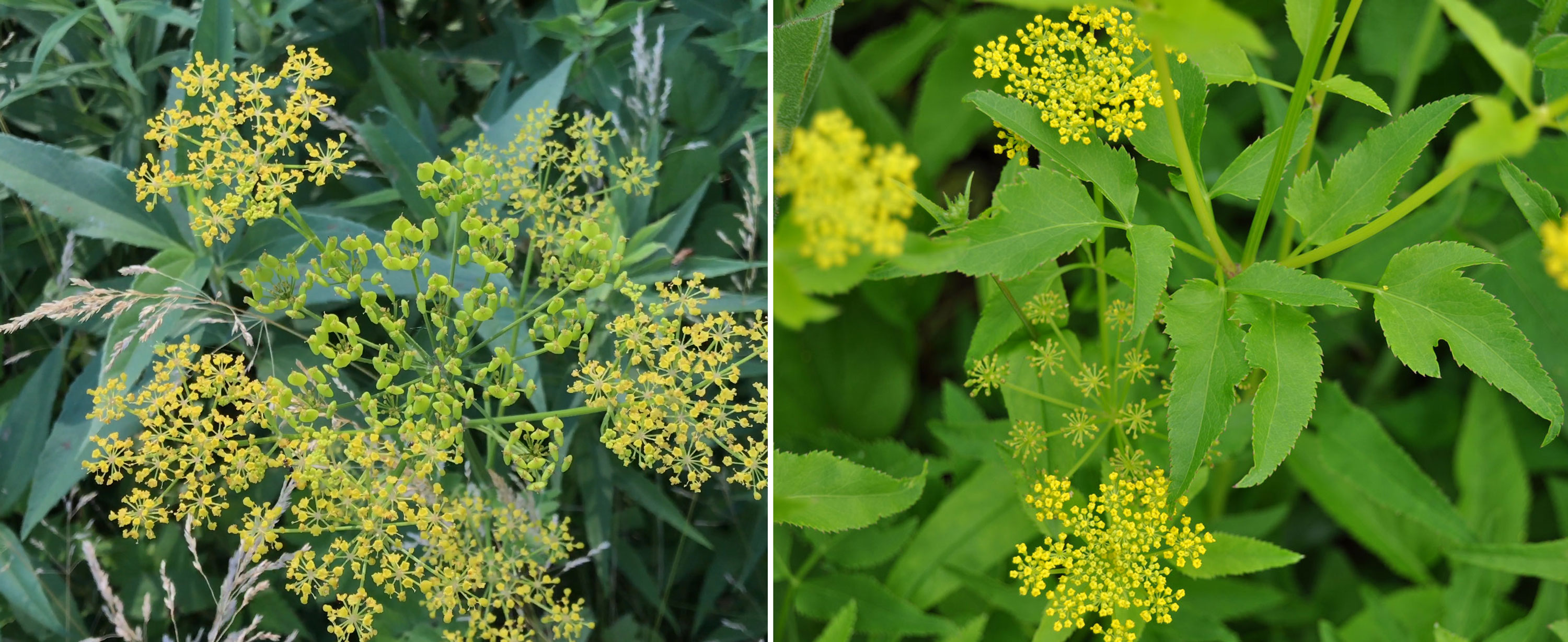 A split screen view of wild parsnip and golden alexander