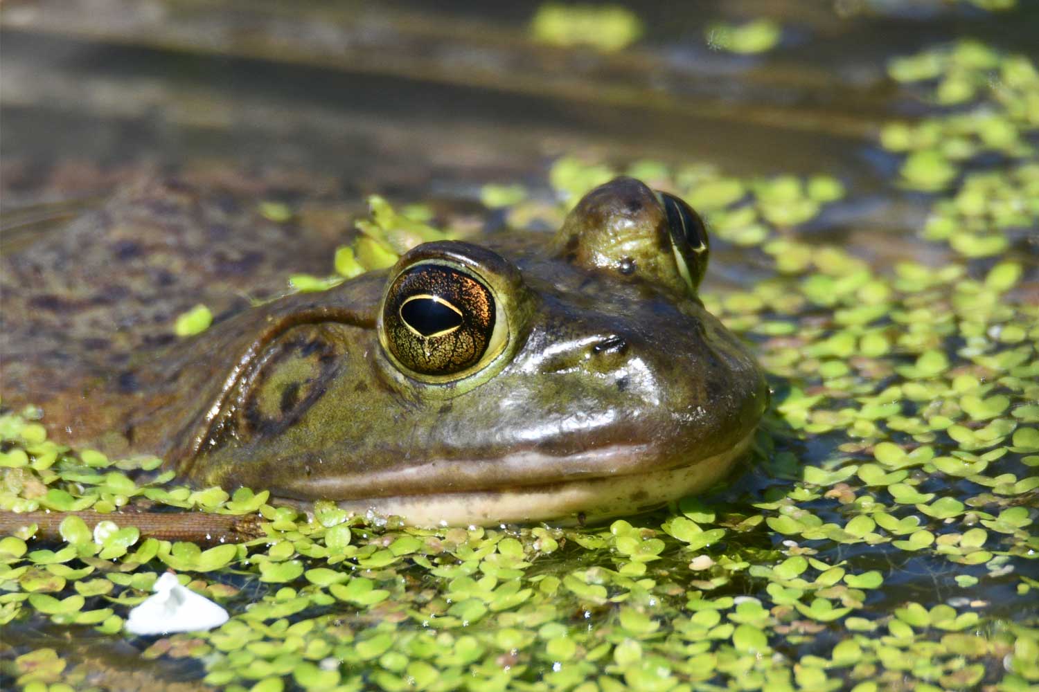 American bullfrog sitting in the water.