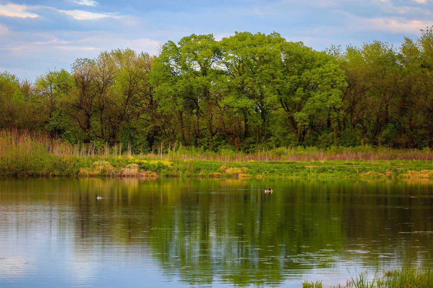 Body of water surrounded by trees.