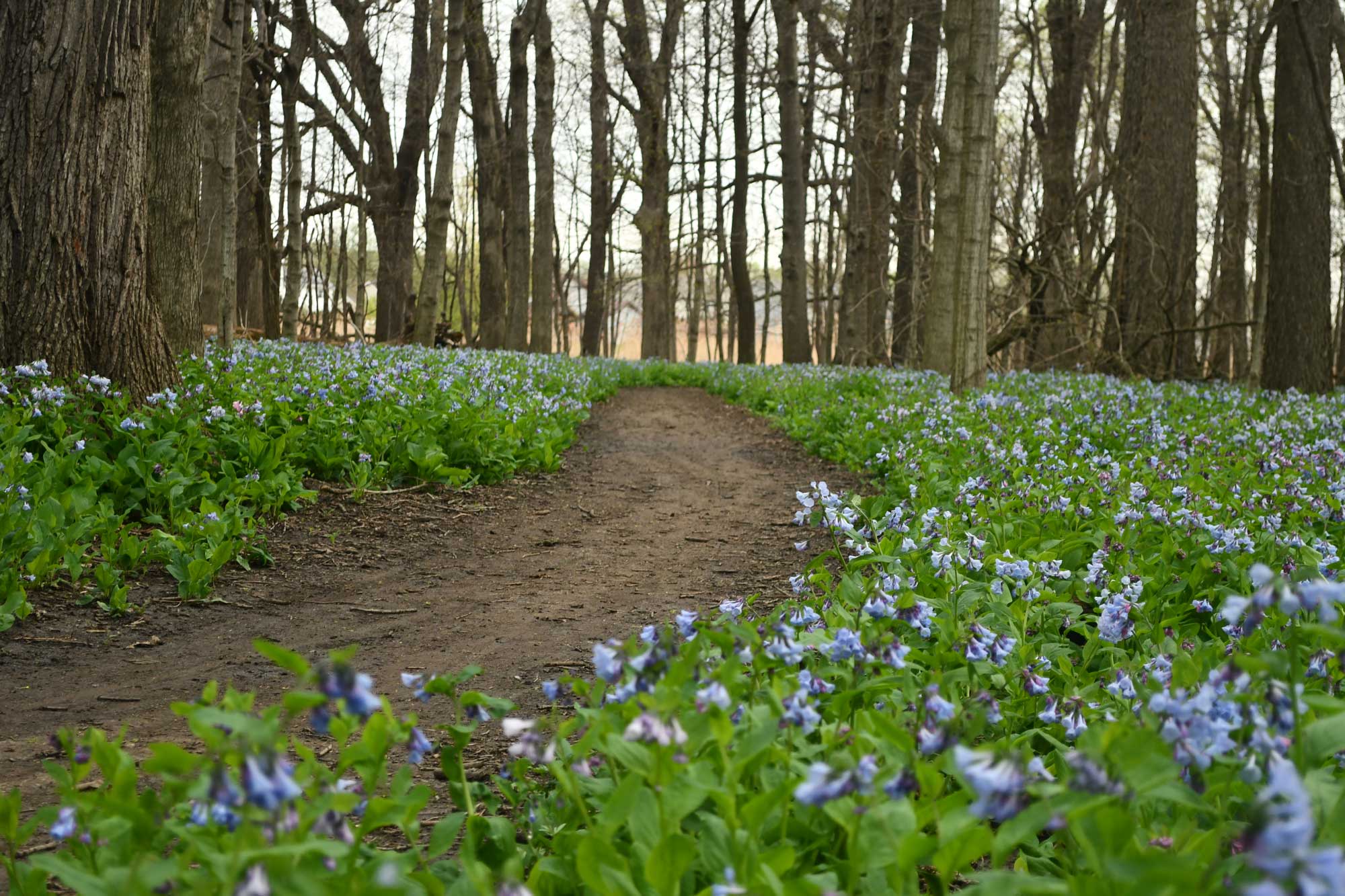 A dirt path winds through O’Hara Woods, surrounded by dense blooms of Virginia bluebells beneath tall trees.