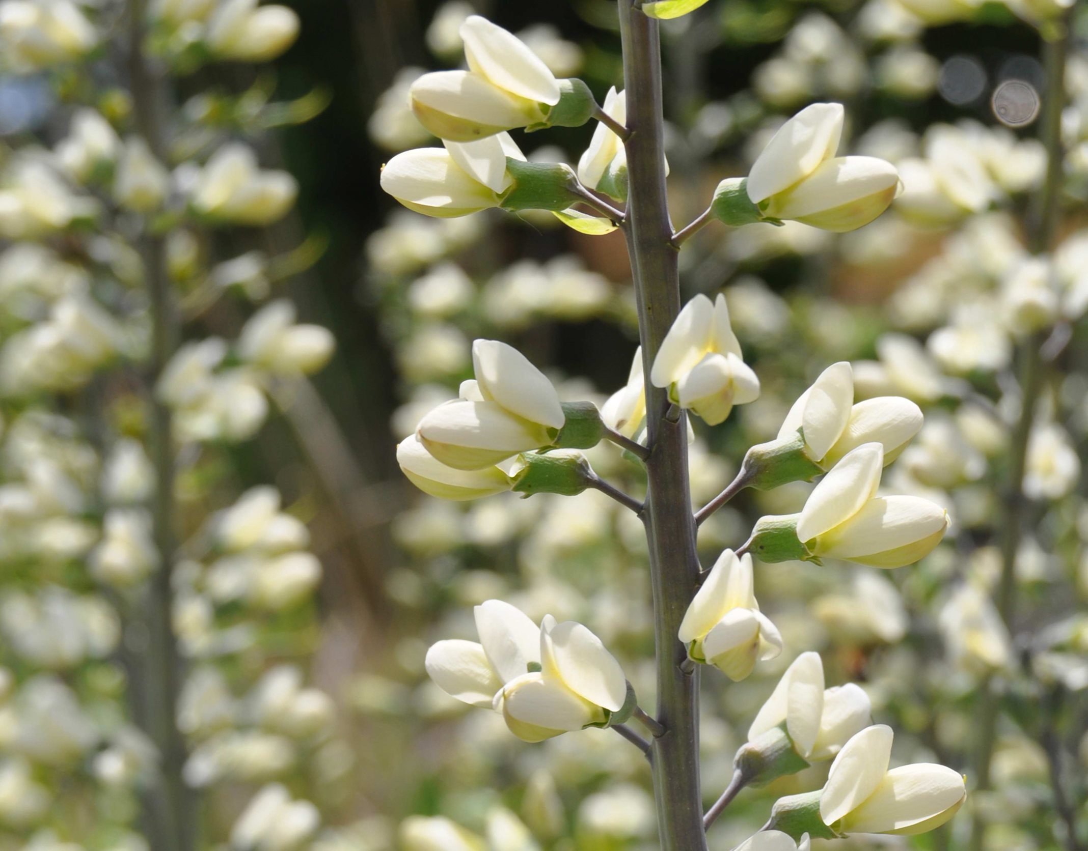 White wild indigo.