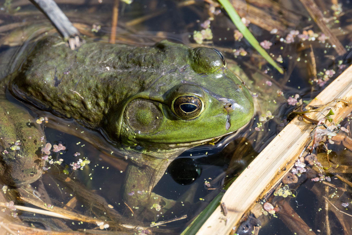 A bullfrog in the water