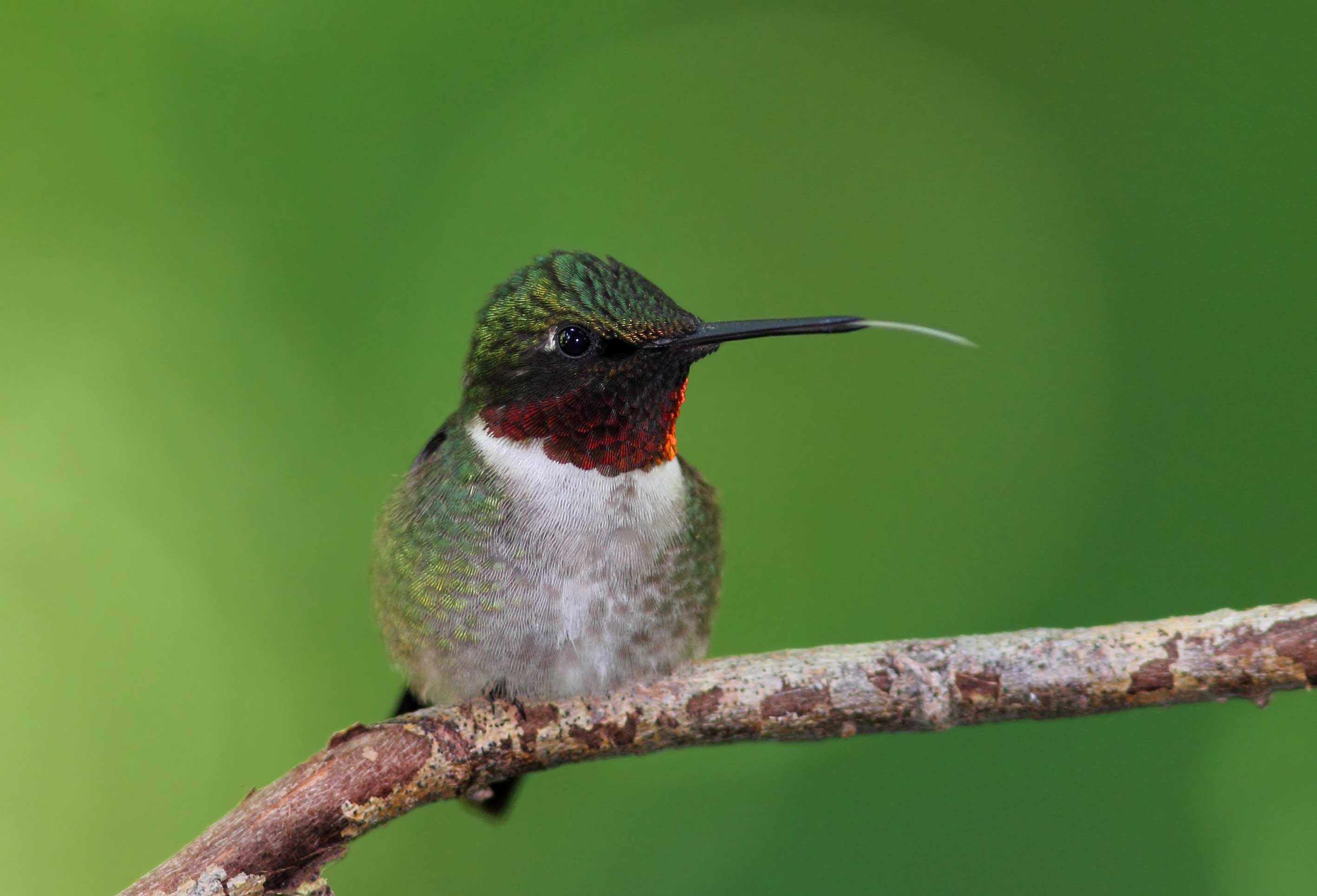 Ruby-throated hummingbird on a branch