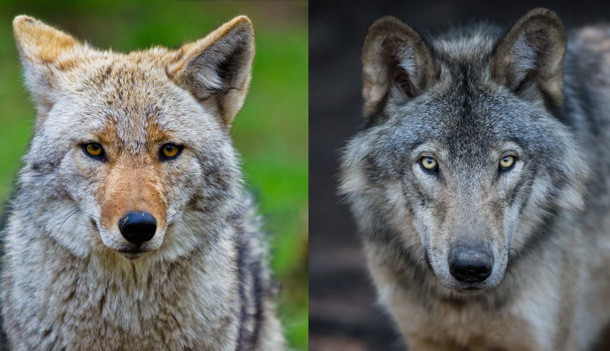 A coyote is seen on the left and a grey wolf on the right.