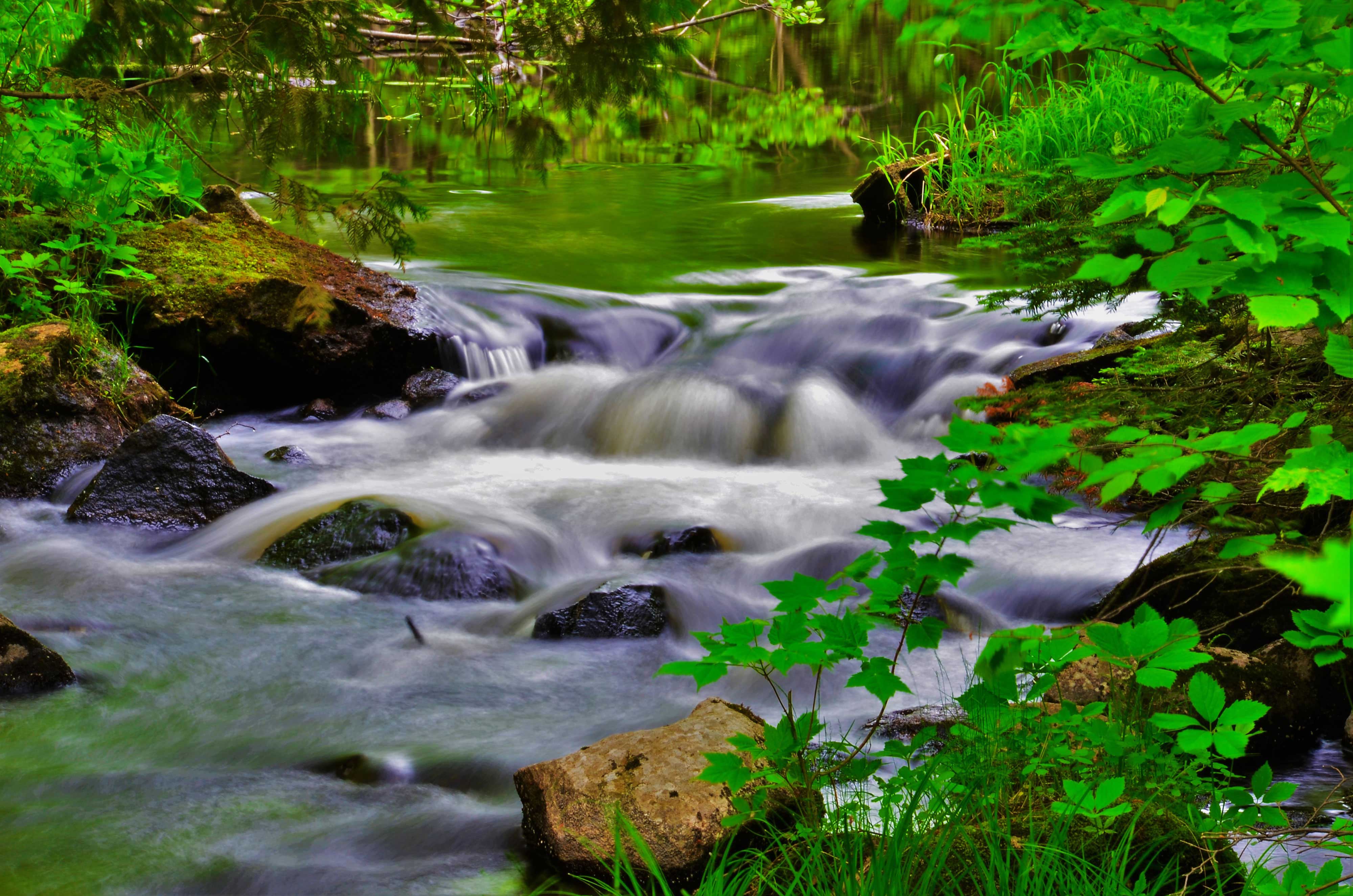 A scenic view of Forked Creek Preserve.