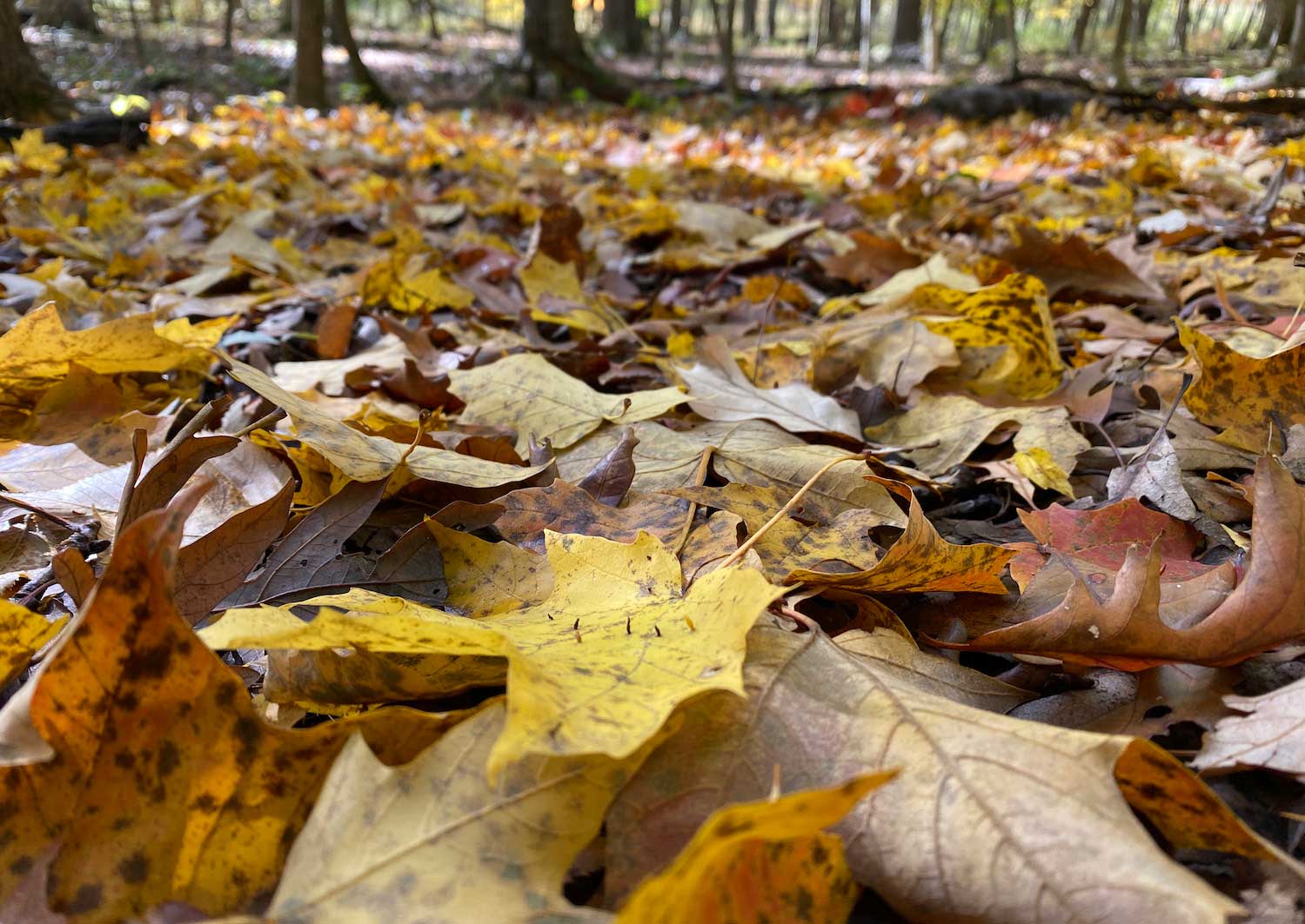 Fallen brown and yellow leaves on the ground in a forest.