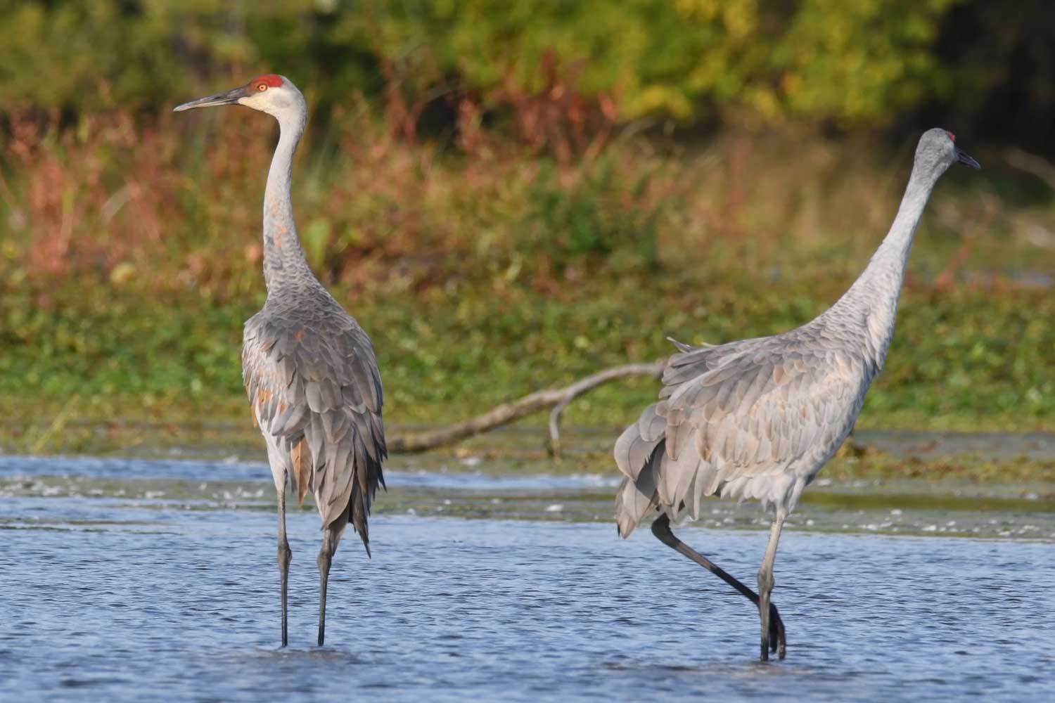 Sandhill cranes standing in the water.