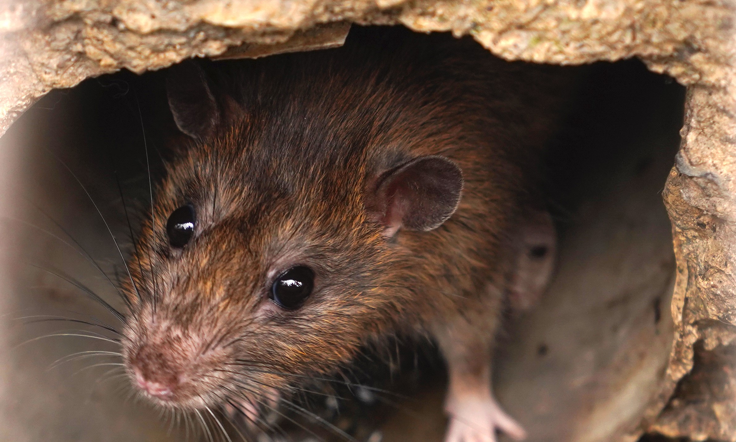 Close-up of a rat.