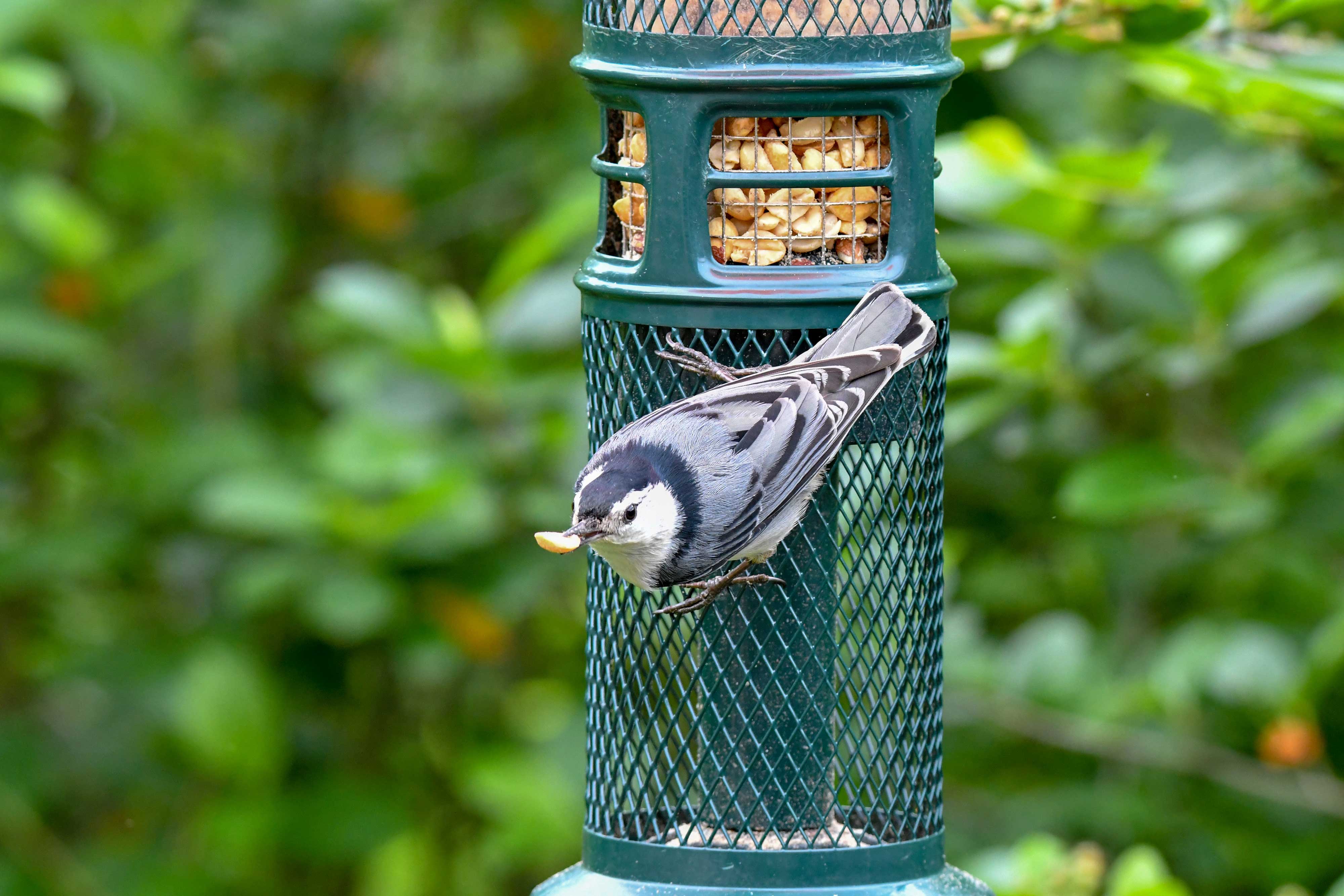 A white-breasted nuthatch at a feeder.