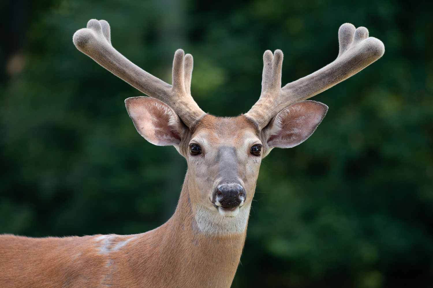 Nature curiosity: How do antlers grow so fast?