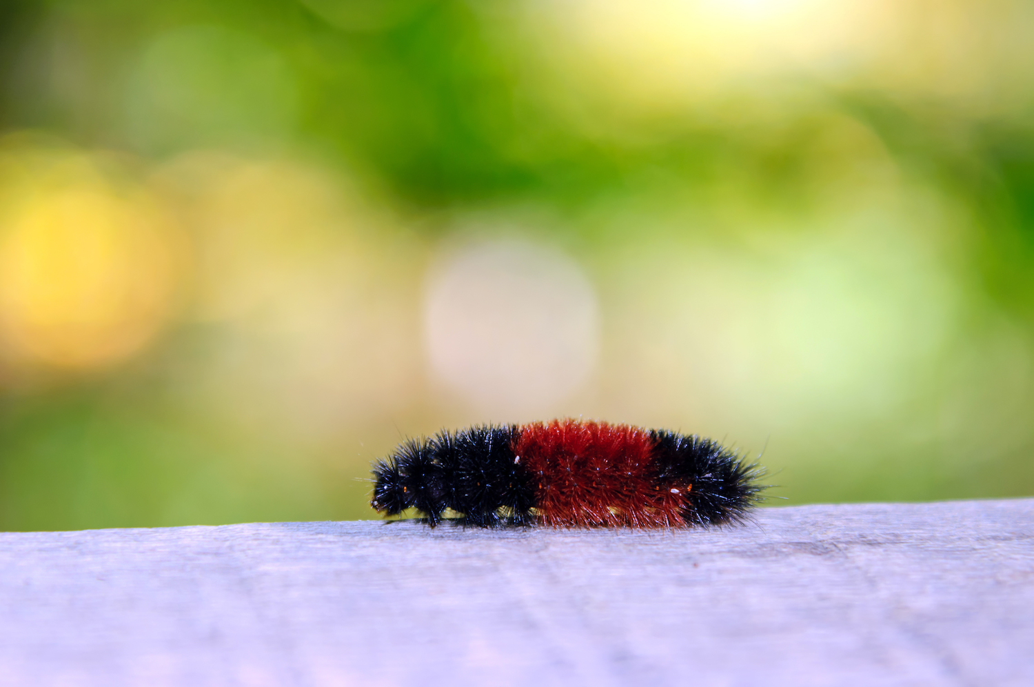 A woolly bear caterpillar walking on the ground