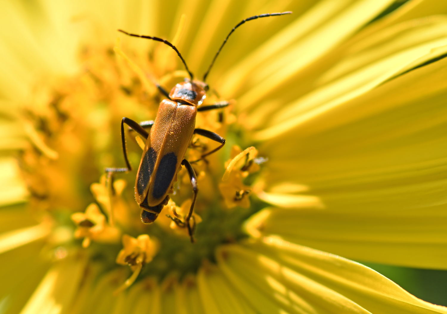 A soldier beetle on a yellow flower.
