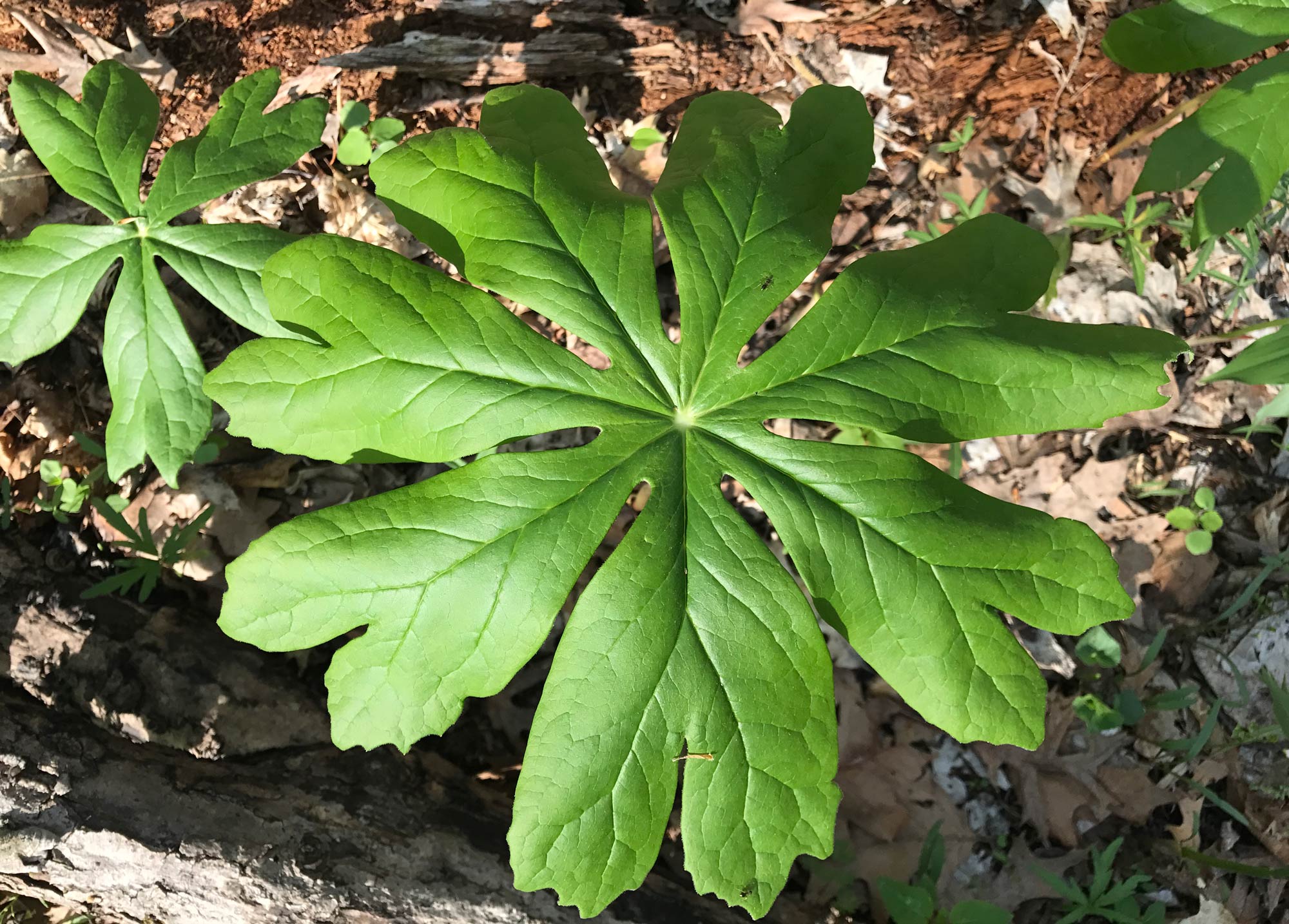 Mayapple.