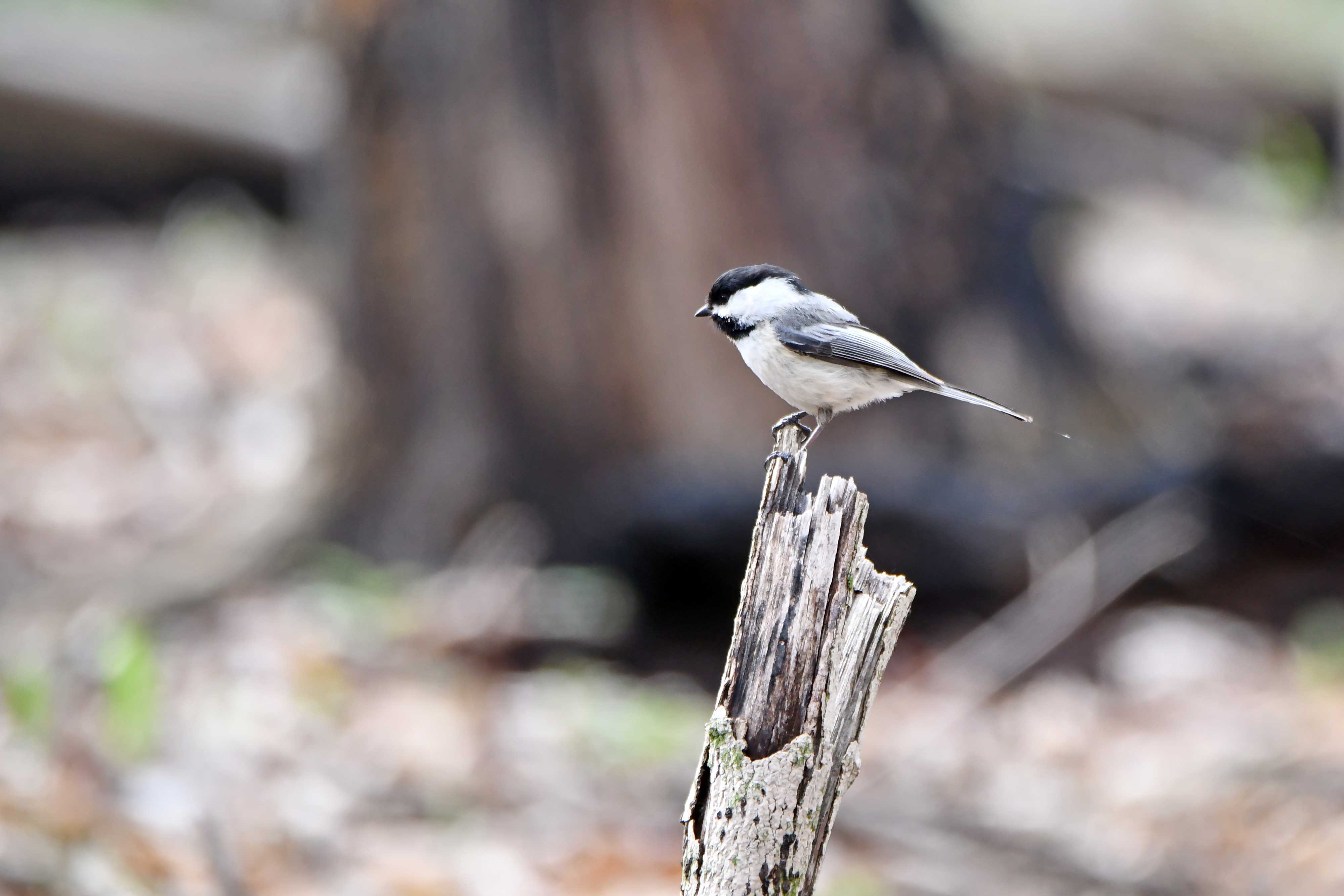 Black-capped chickadee on a stump