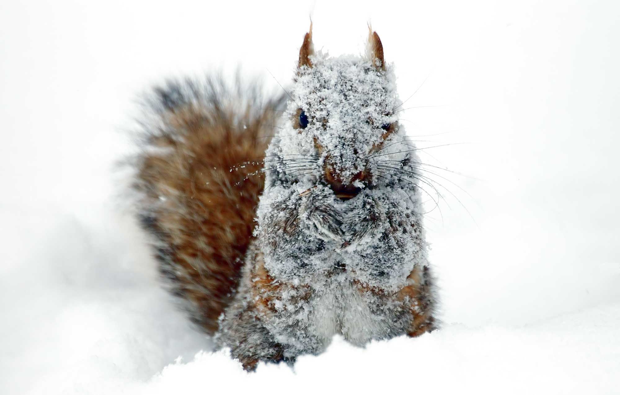 A gray squirrel in the snow with snow all over its fur.