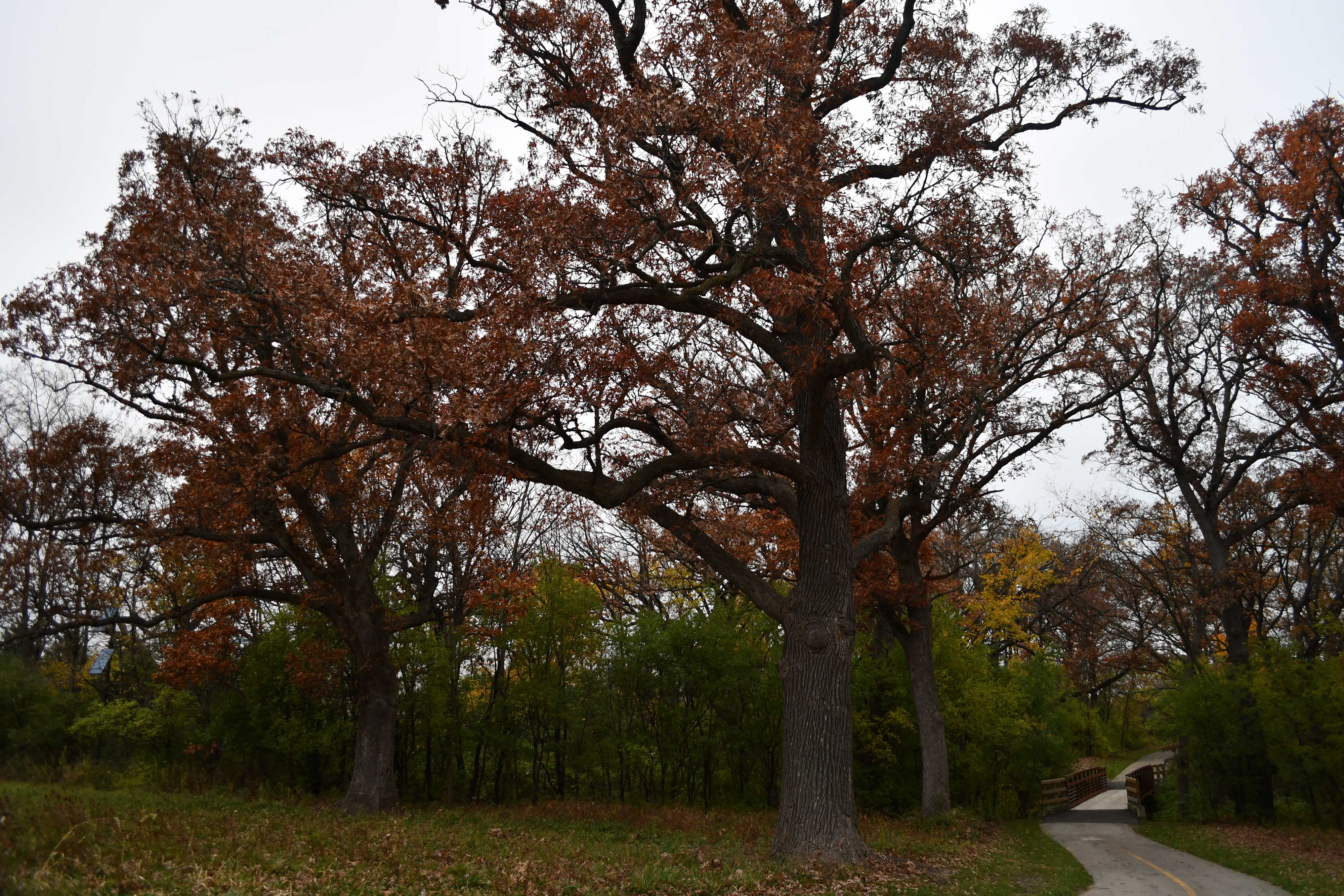 Oak trees with fall color.