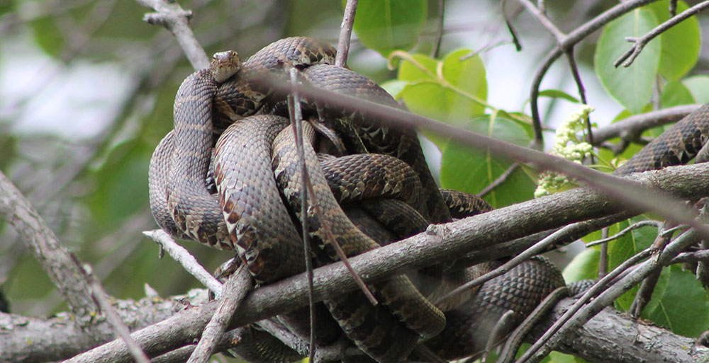 Garter snakes in a mating ball.