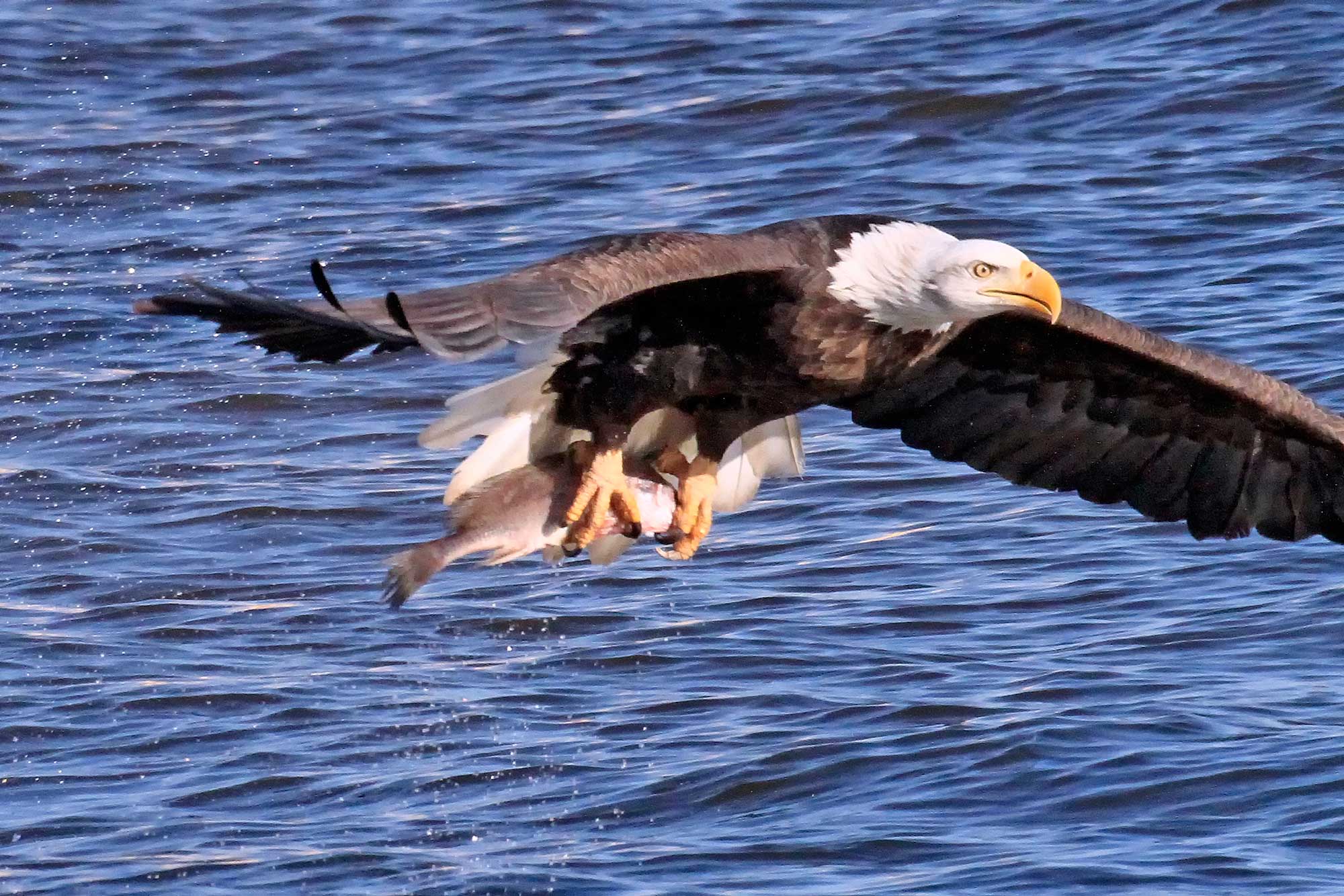 When bald eagles go fishing, it's quite a catch