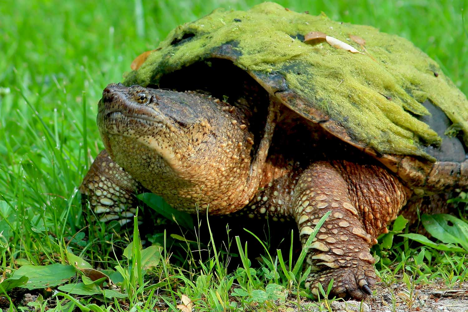 A snapping turtle with its shell covered in green vegetation standing in the grass.