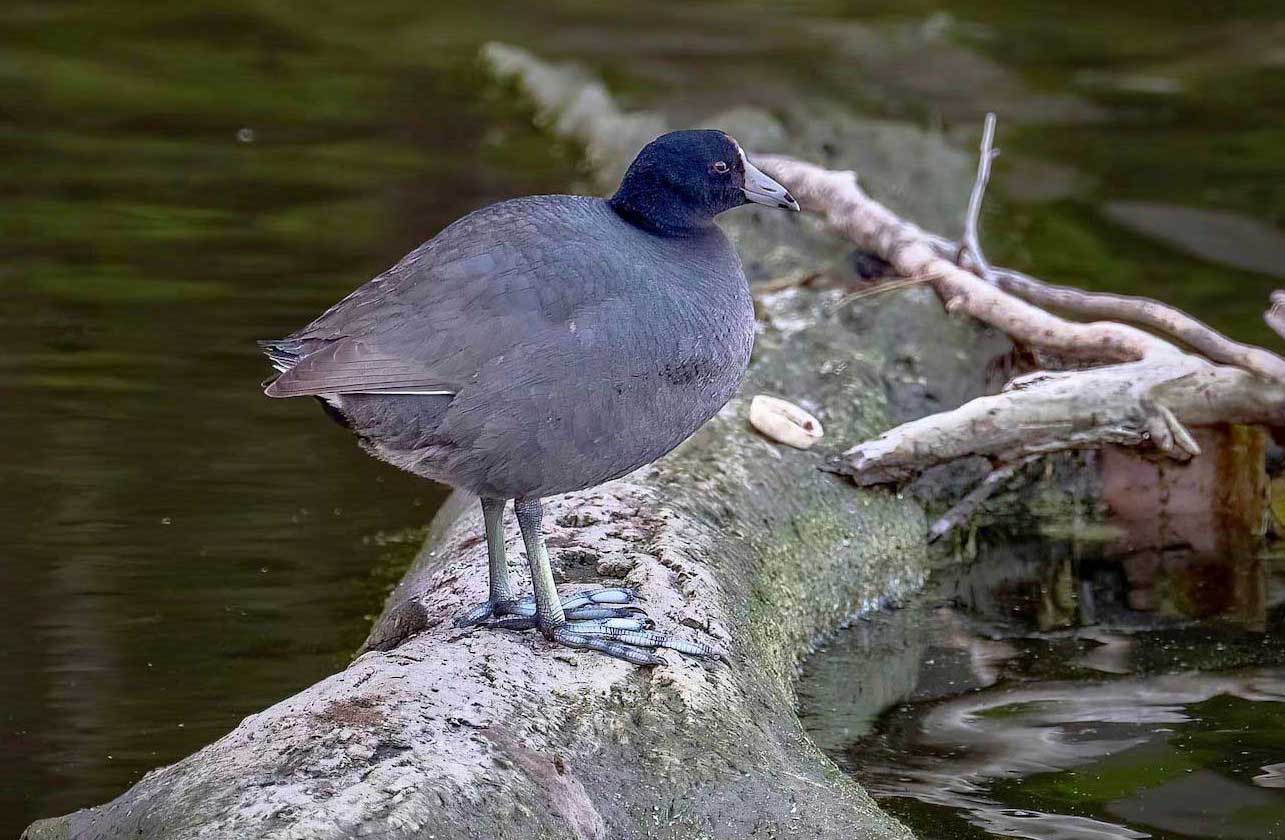 An American coot standing on a log over the water.