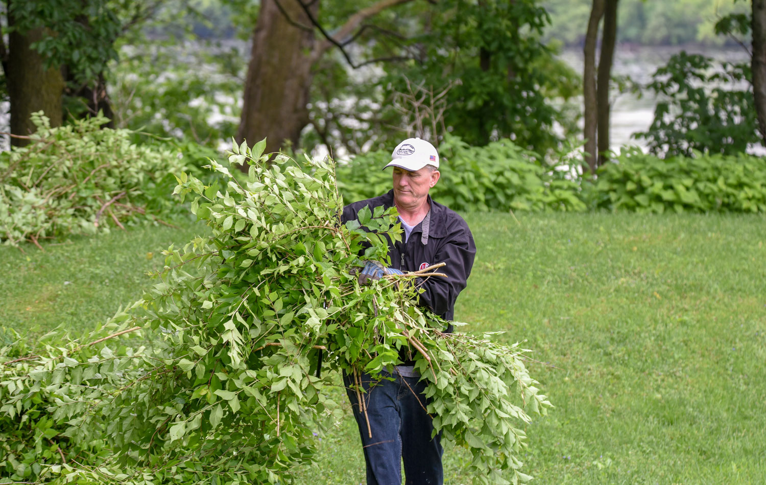 A person carrying an armful of cut branches.