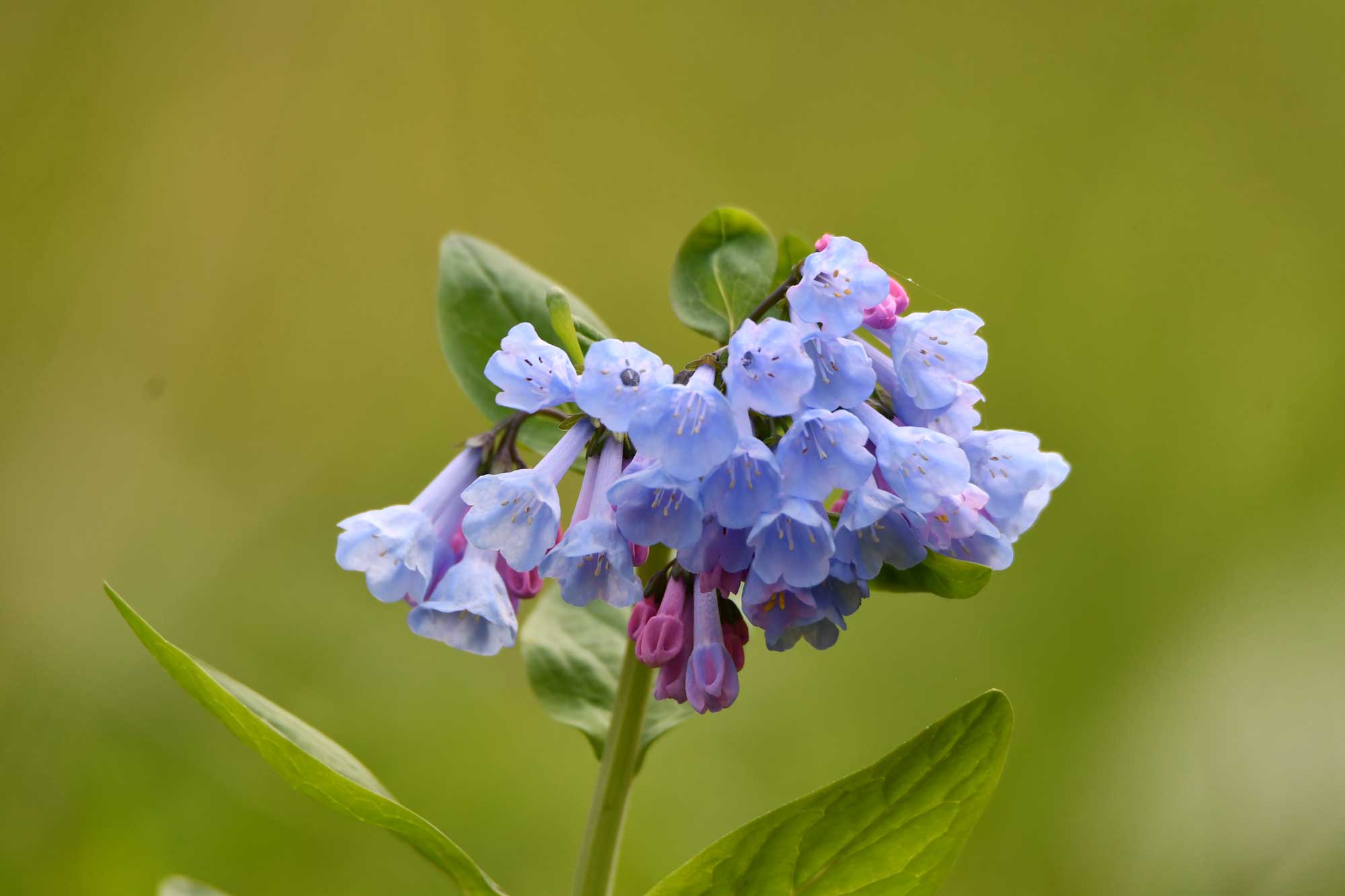 Close-up of a cluster of delicate Virginia bluebells, their soft blue petals and green leaves set against a blurred background.