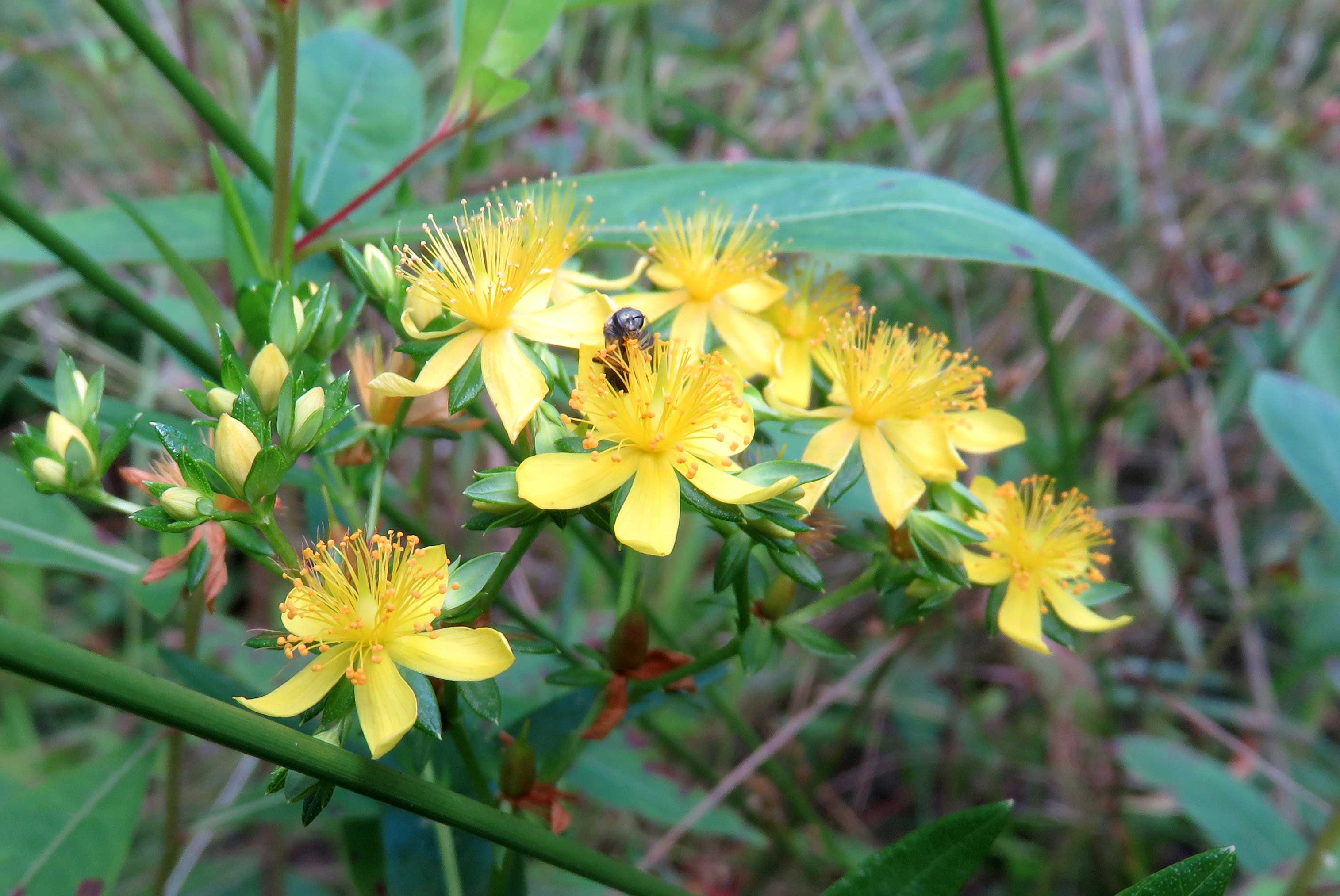 Shore St. John’s Wort.