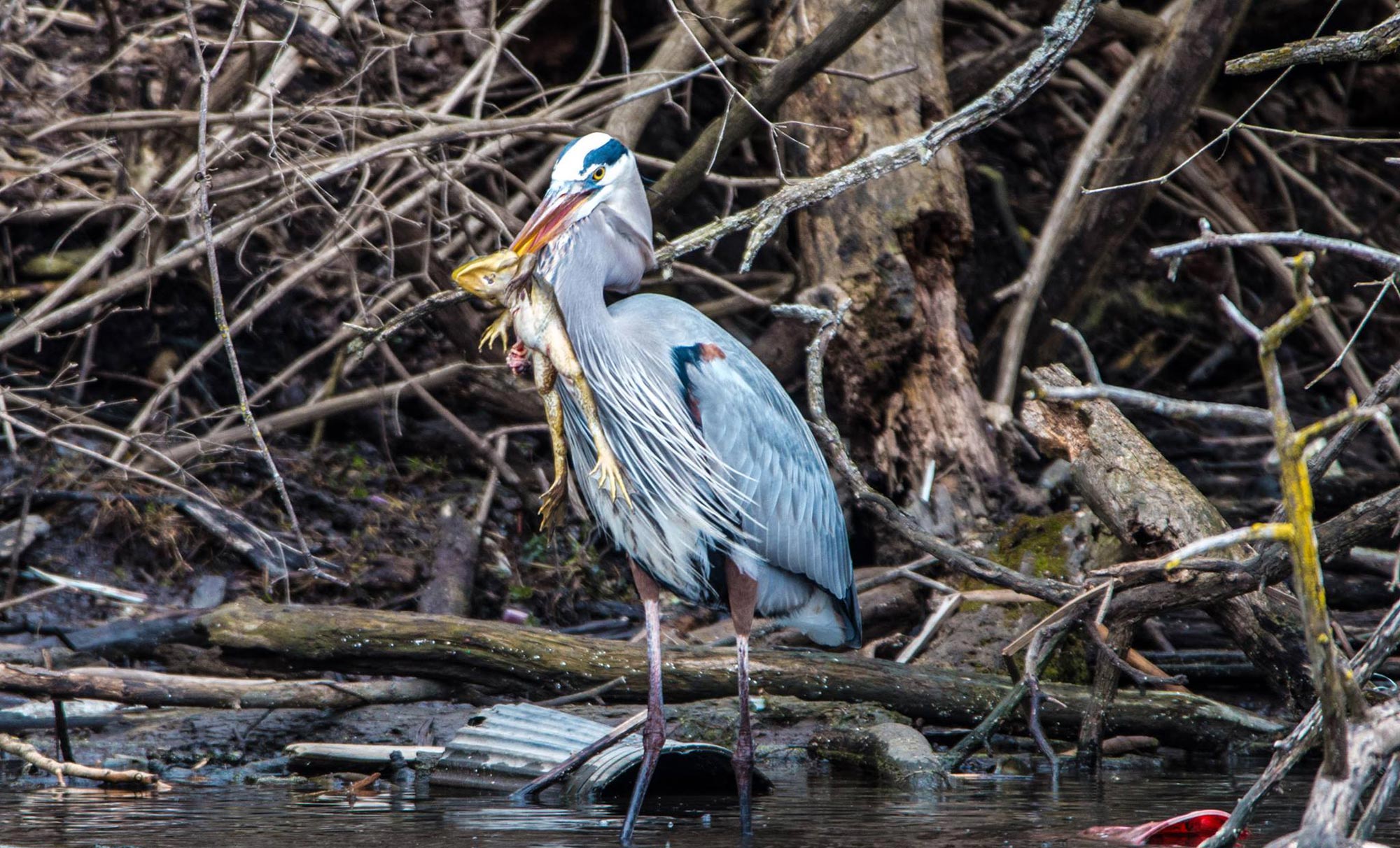A great blue heron with a frog in its mouth.