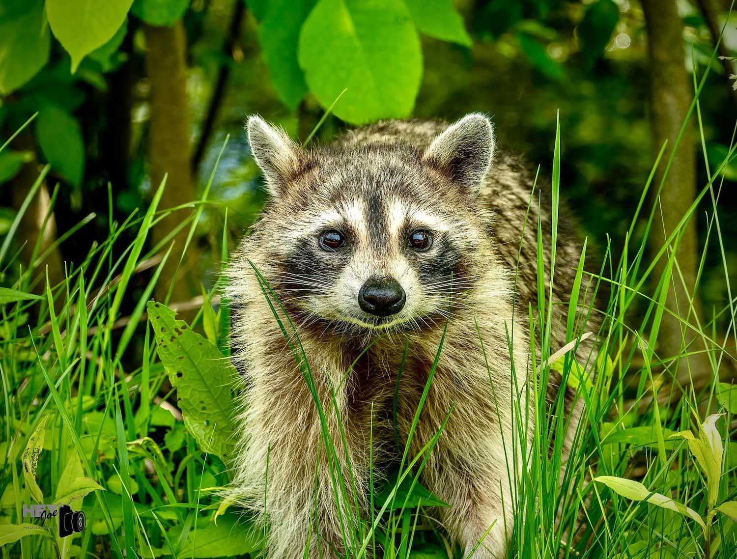 A raccoon standing in the grass.