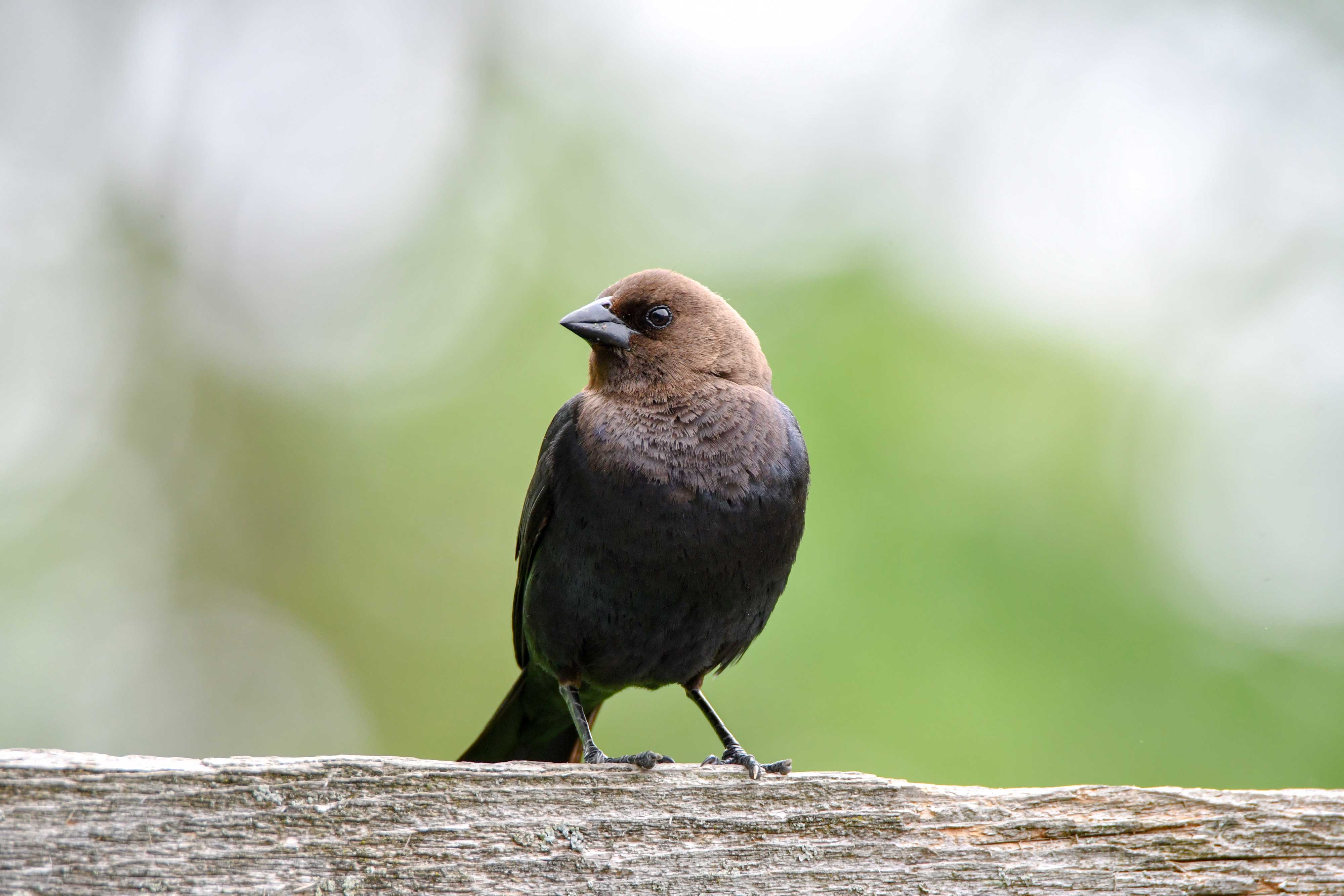 A brown-headed cowbird.
