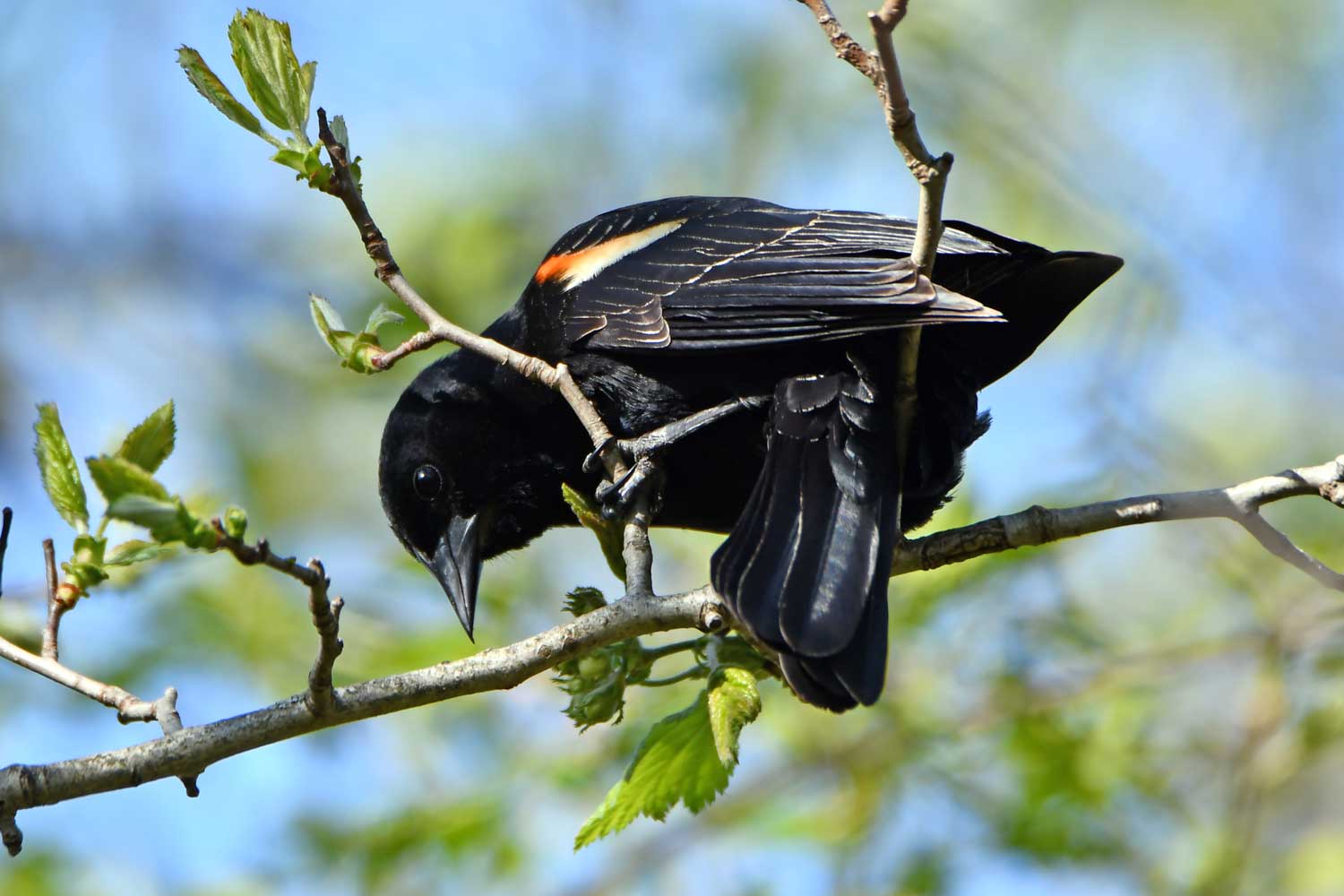 Male red-winged blackbird perched on a twig.