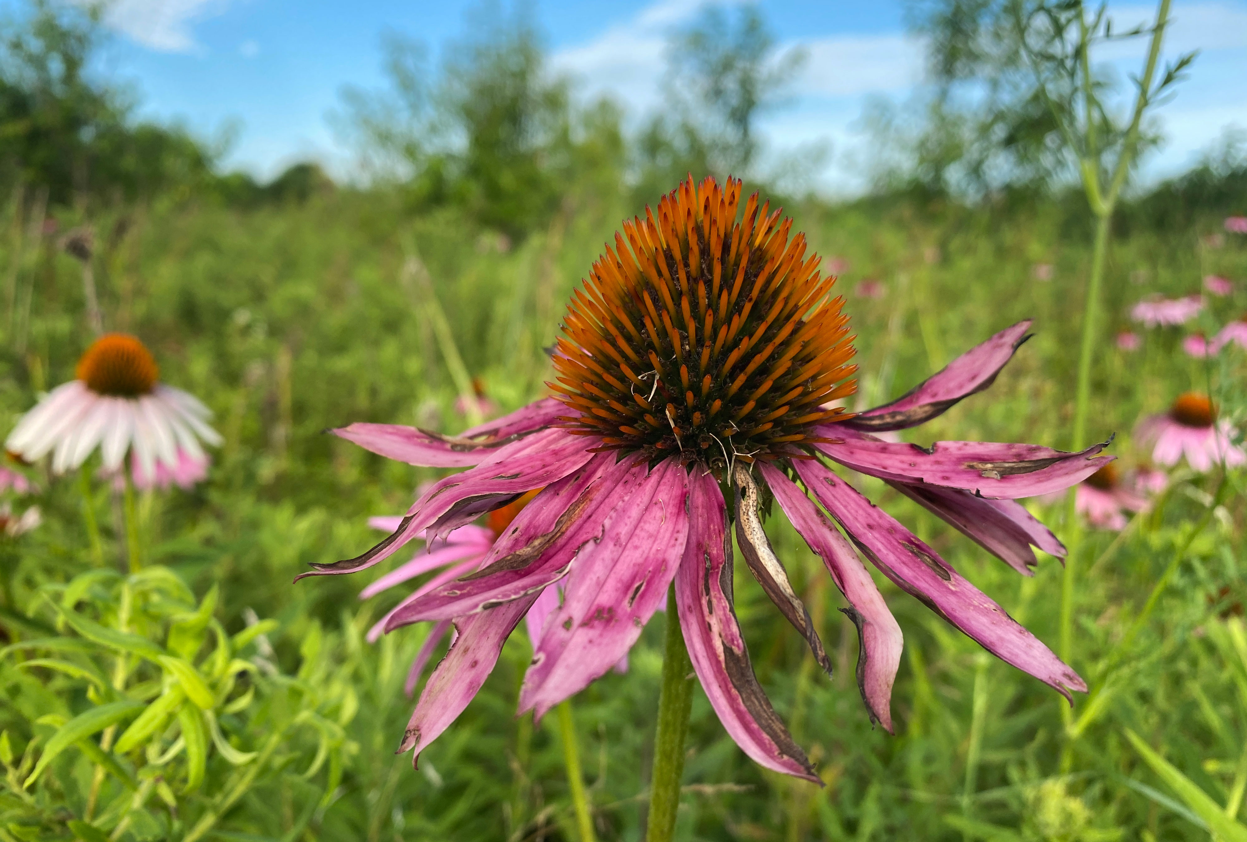 Purple coneflowers in a field.